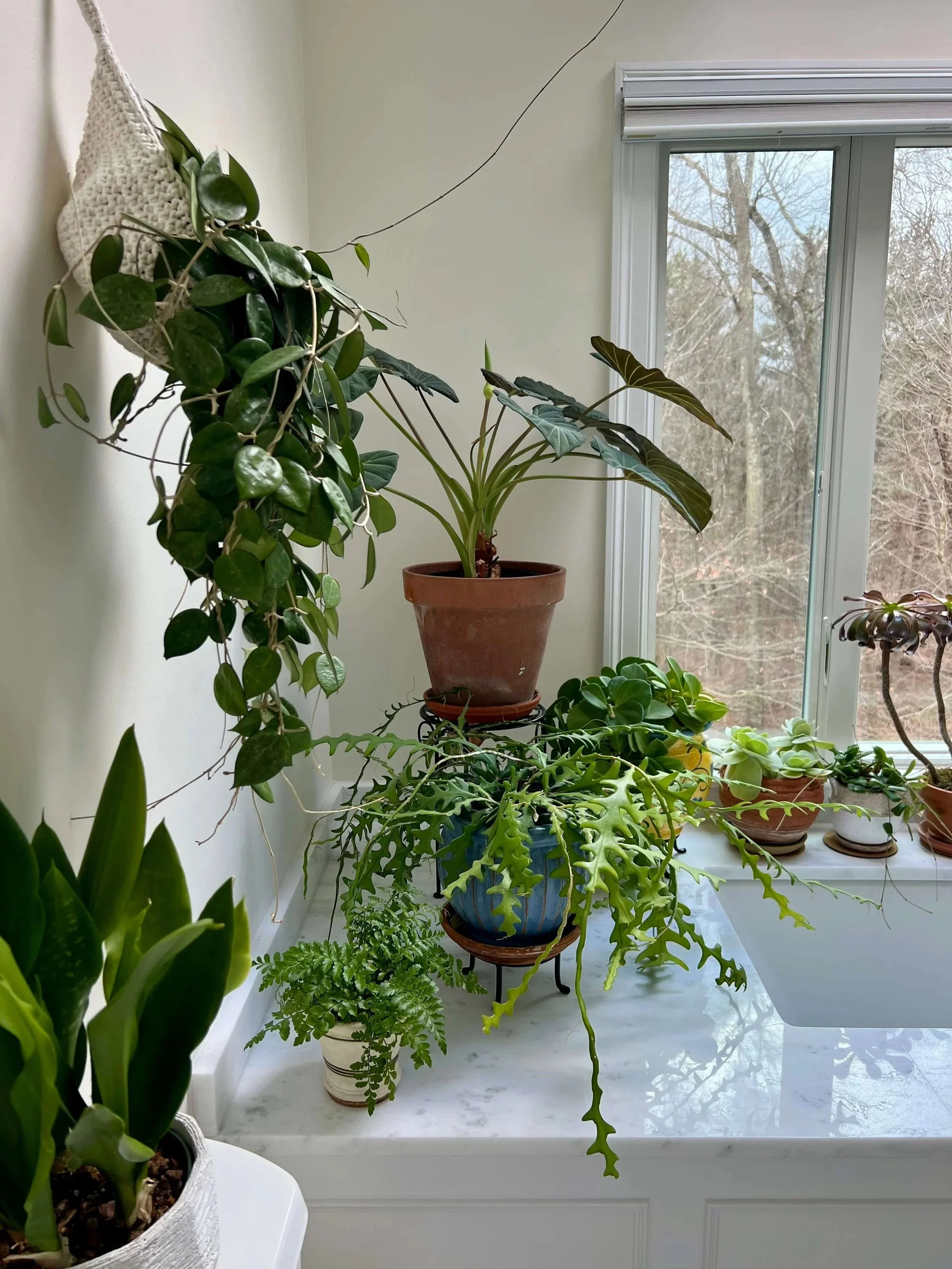 bathroom plant styling