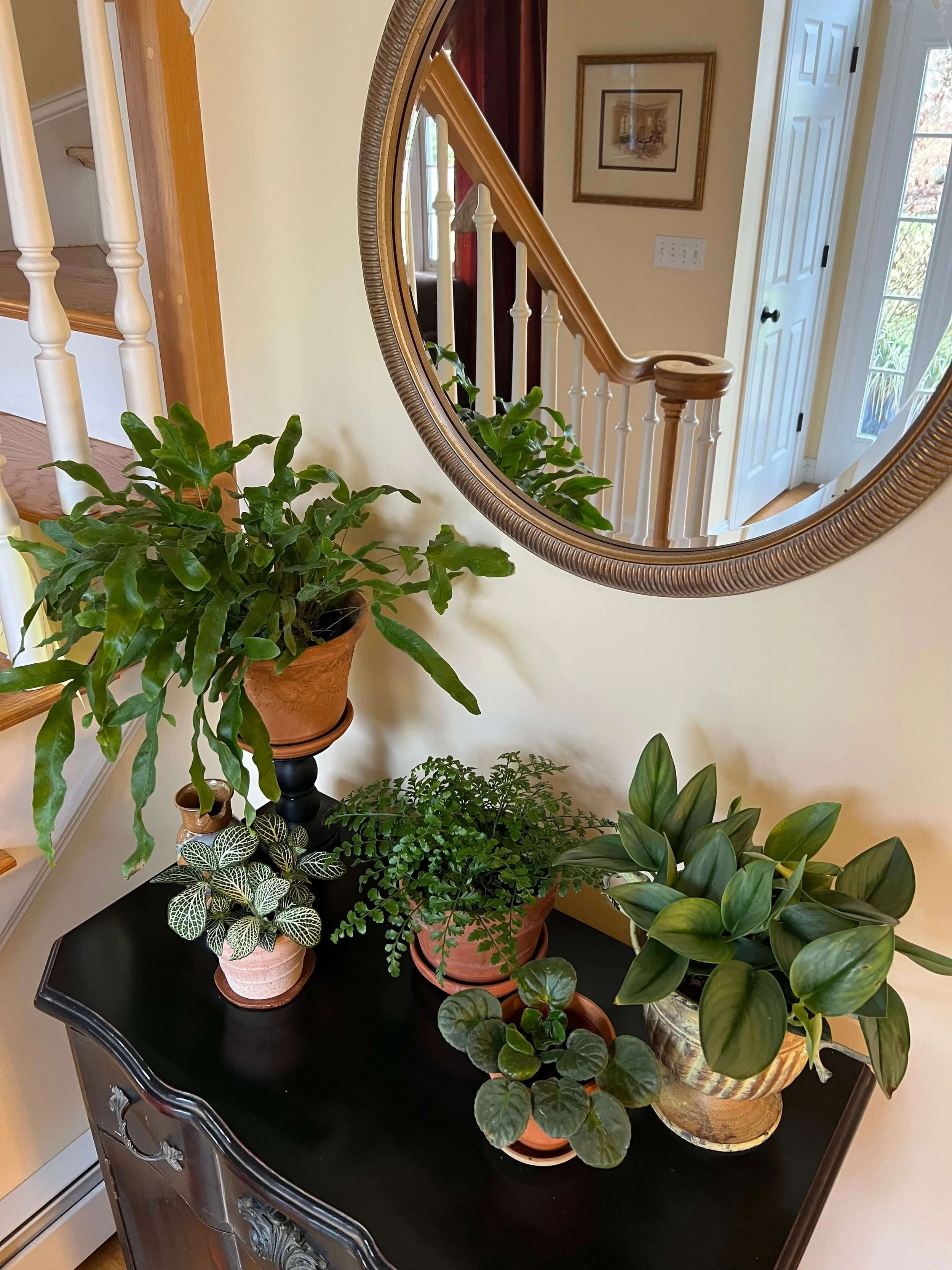 plant styling on a cabinet in a foyer with kangaroo paw fern, African violets, nerve plant, and epipremnum