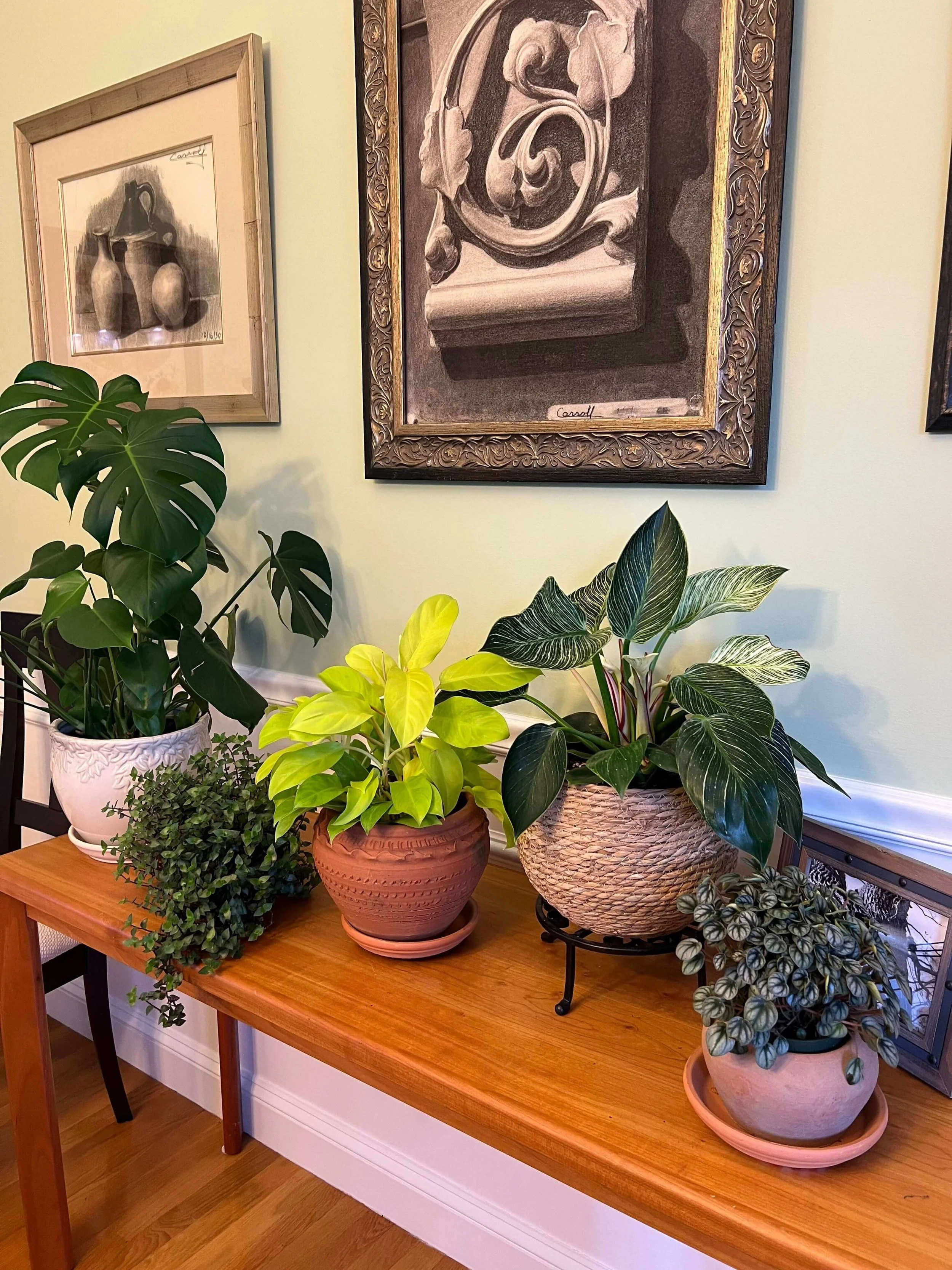 interior plantscape with variety of colors and textures