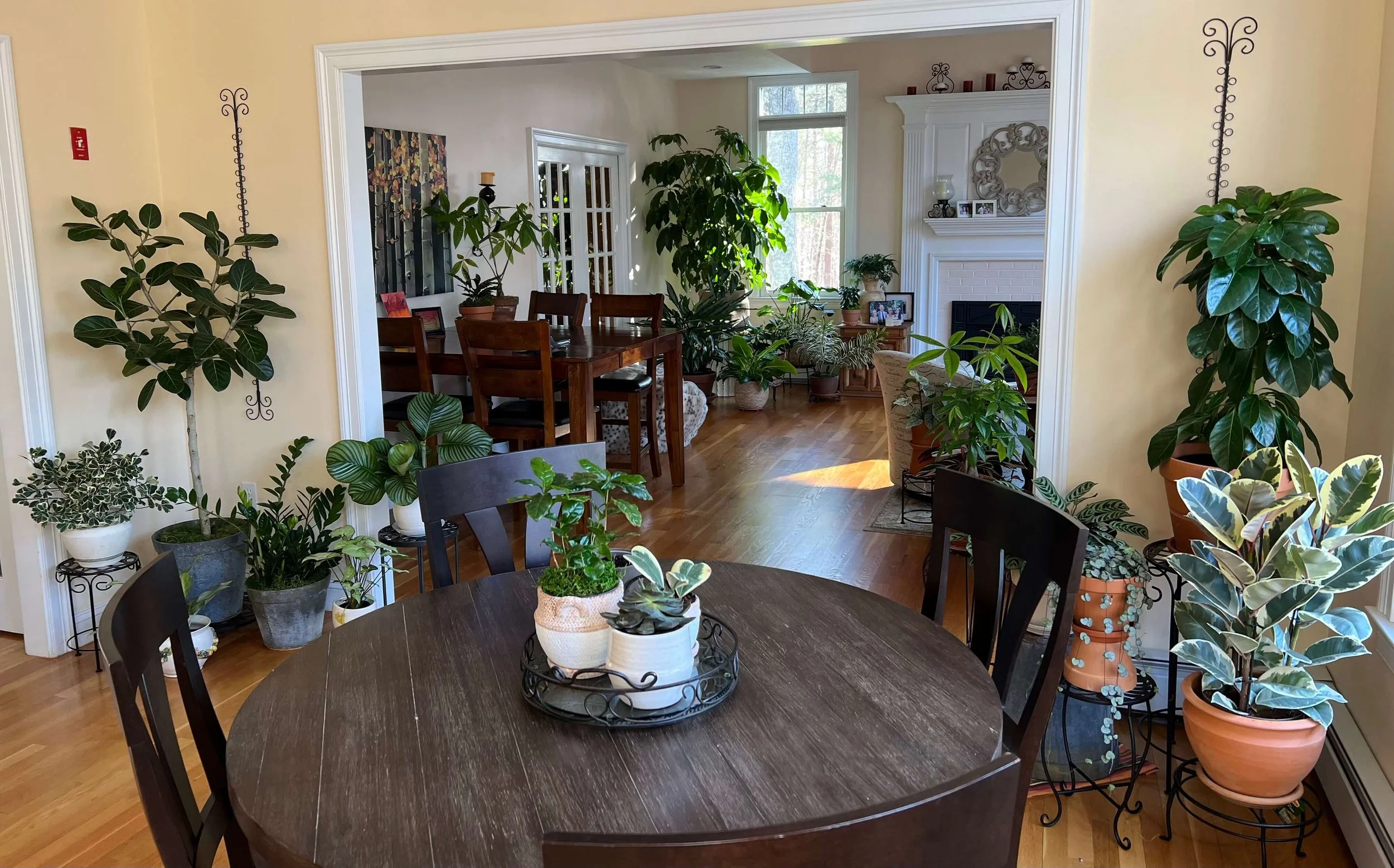 plant collection in a dining room