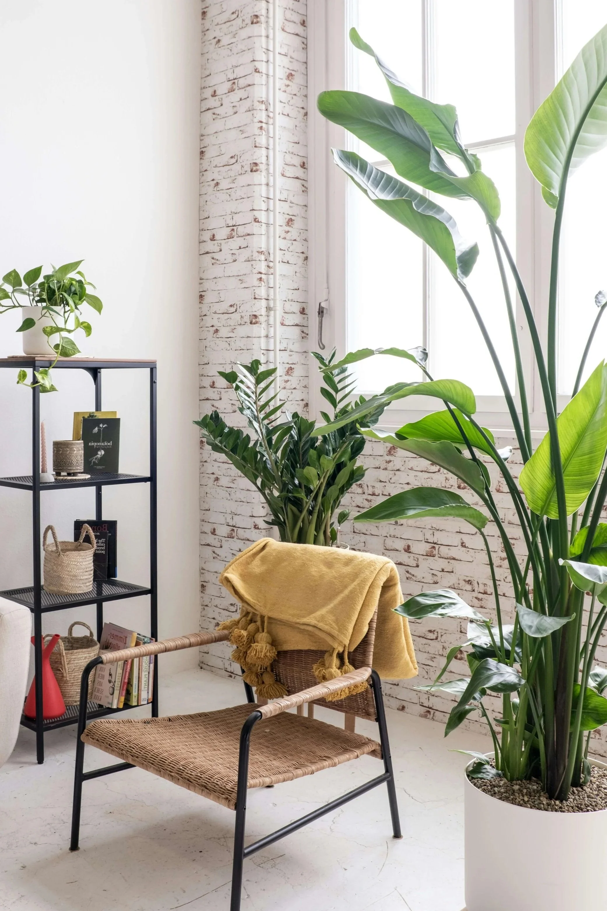 simple plant room with bird of paradise plant, zz plant, pothos