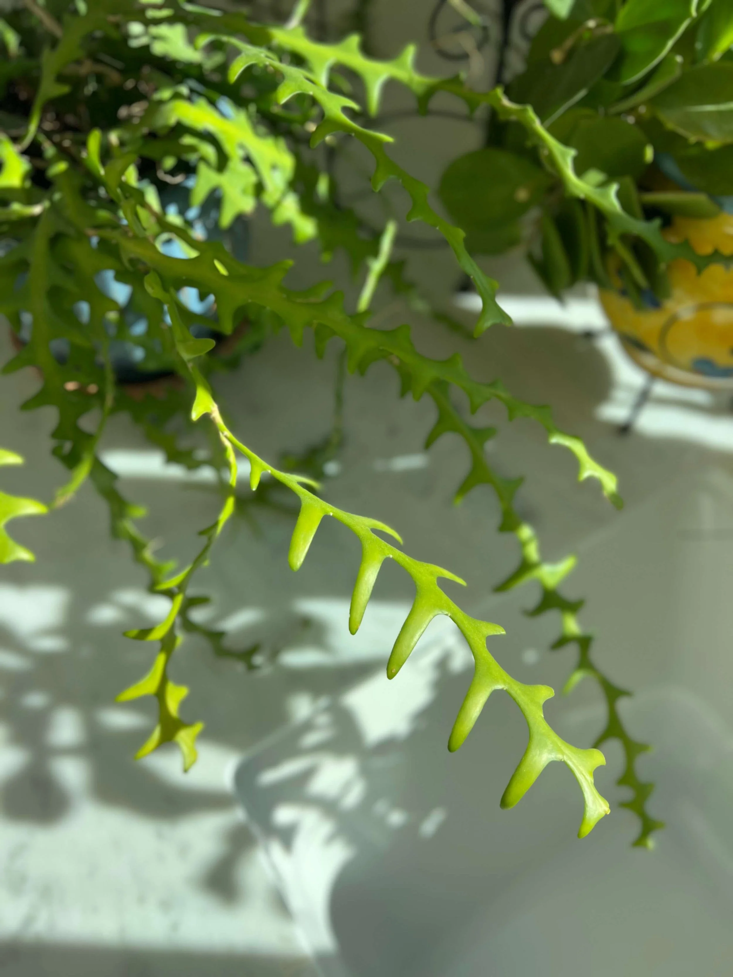 zigzag cactus on a sunny counter