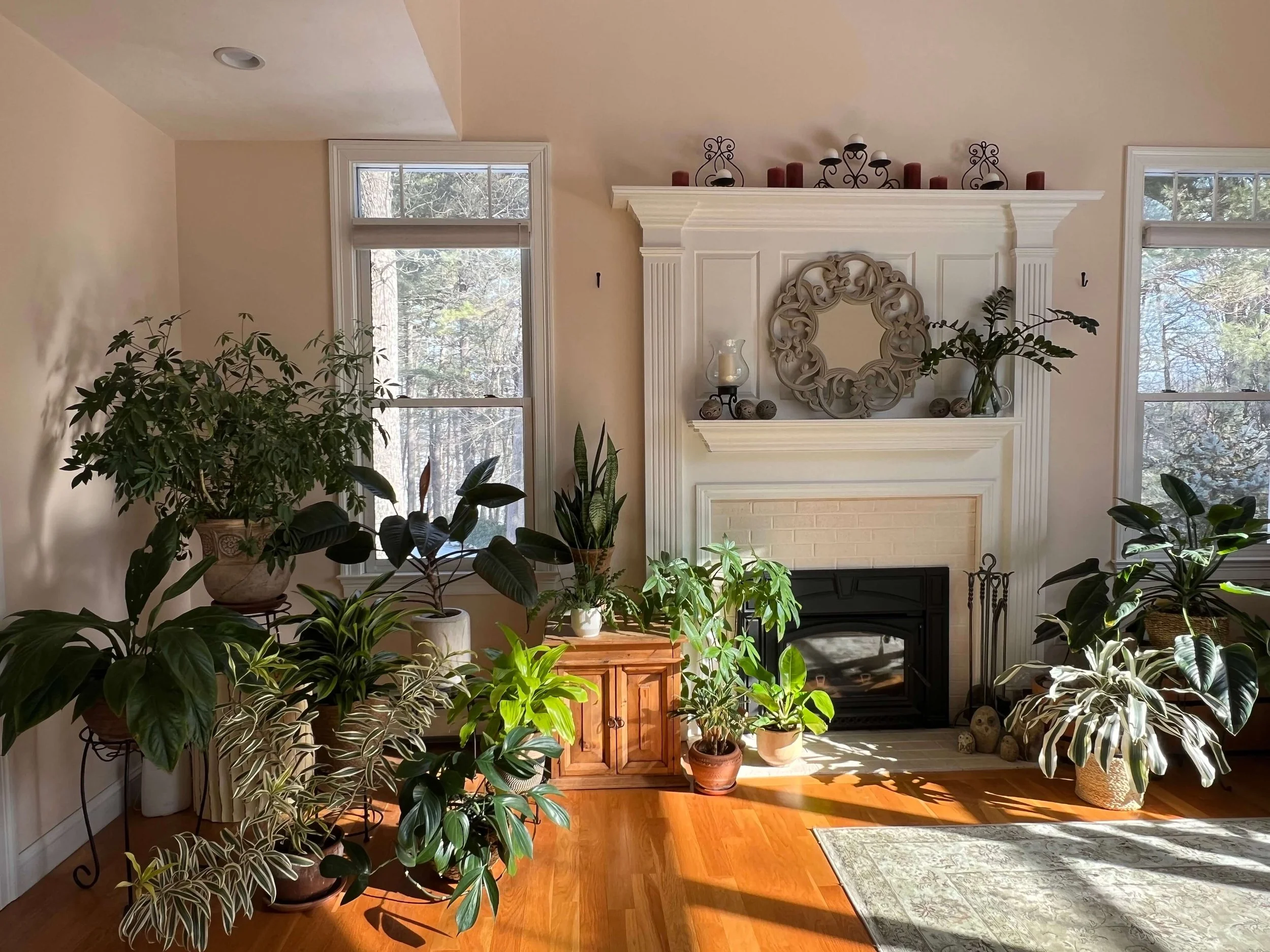 tropical plant collection framing a fireplace