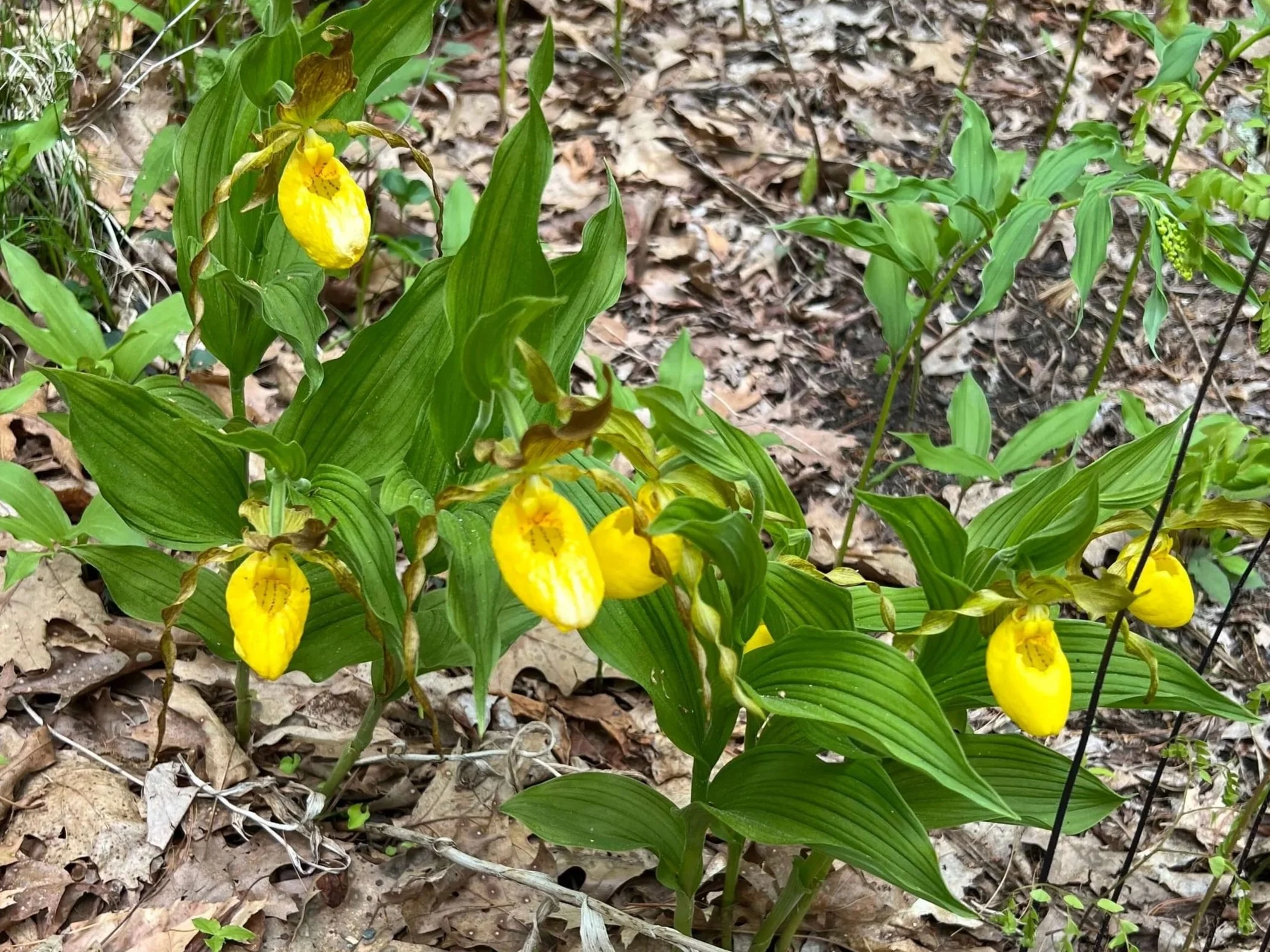 lady's slipper orchids at native plant trust in framingham, ma