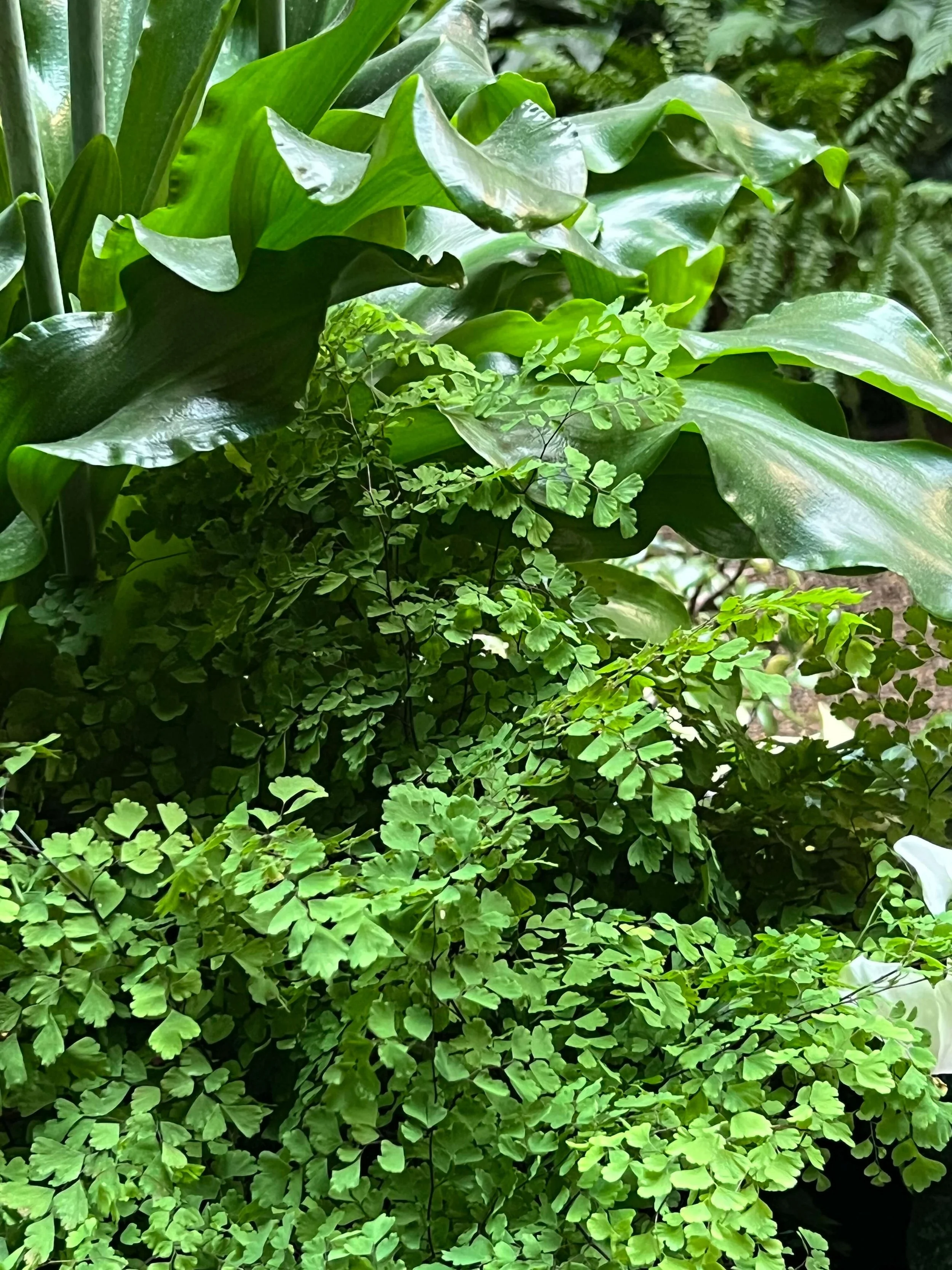 companion planting of maidenhair fern and crocodile fern