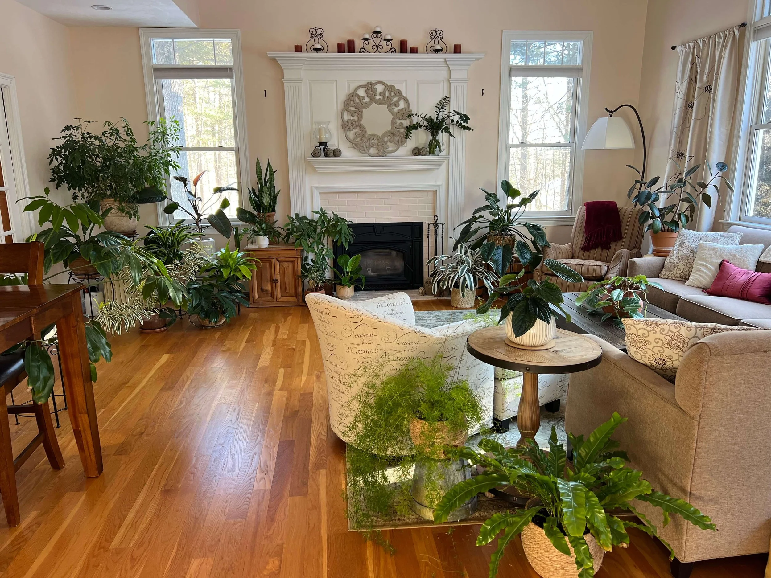 immersive plant room with ferns, philodendron, schefflera, ficus, snake plants