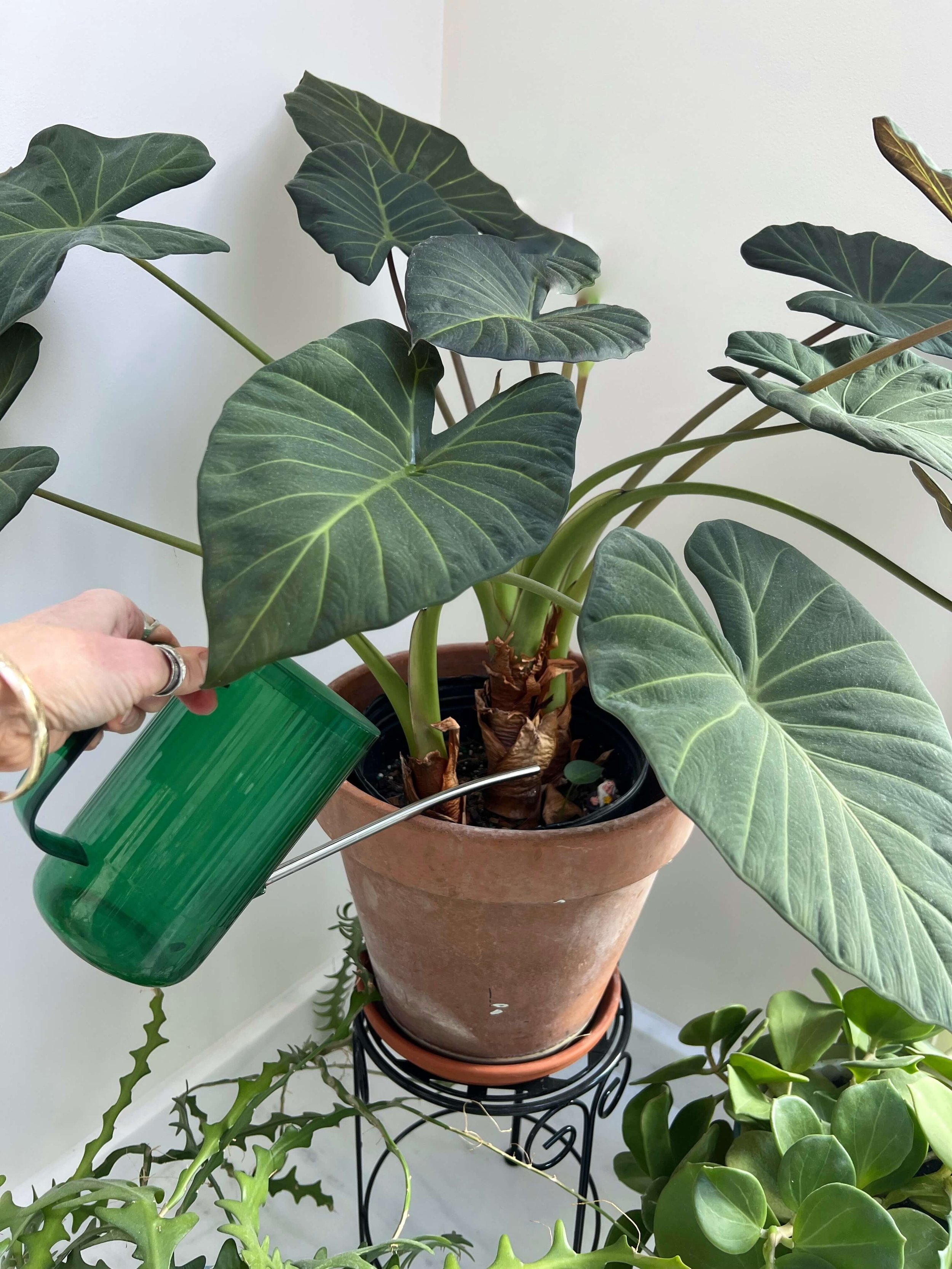 house plant care alocasia regal shield