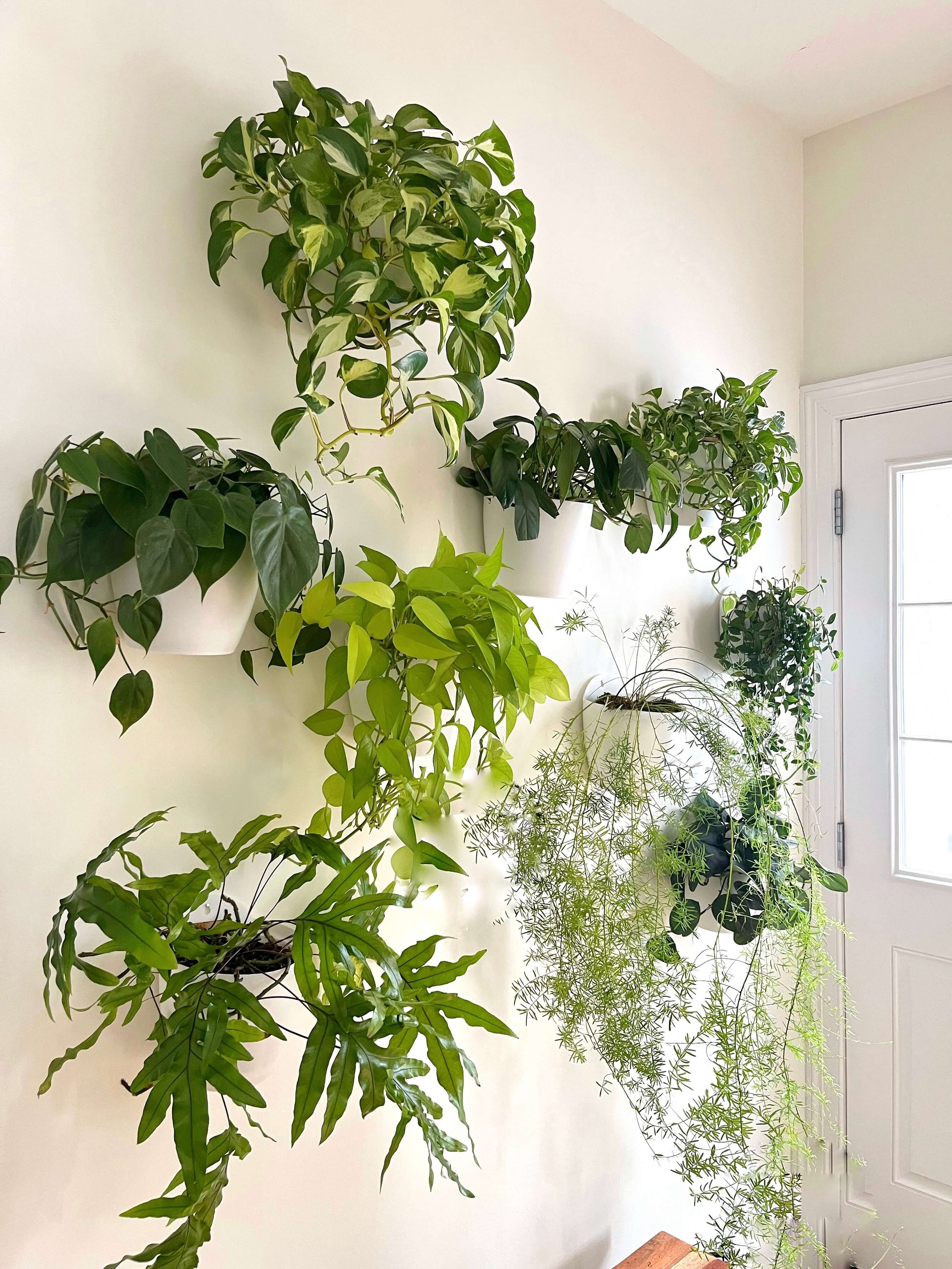 indoor plant wall with philodendron, pothos, ferns, and peperomia, metro Boston