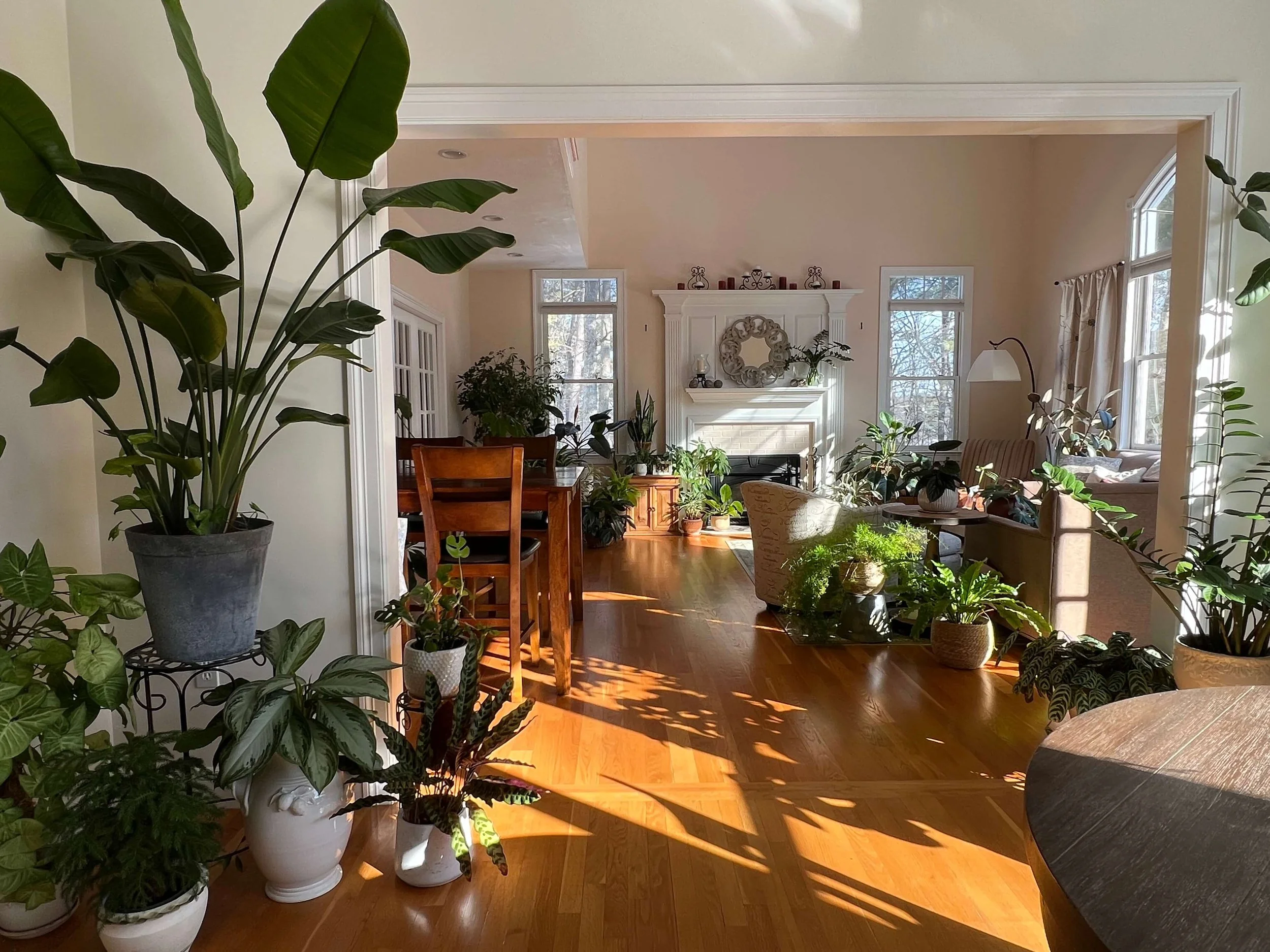 indoor tropical plant collection