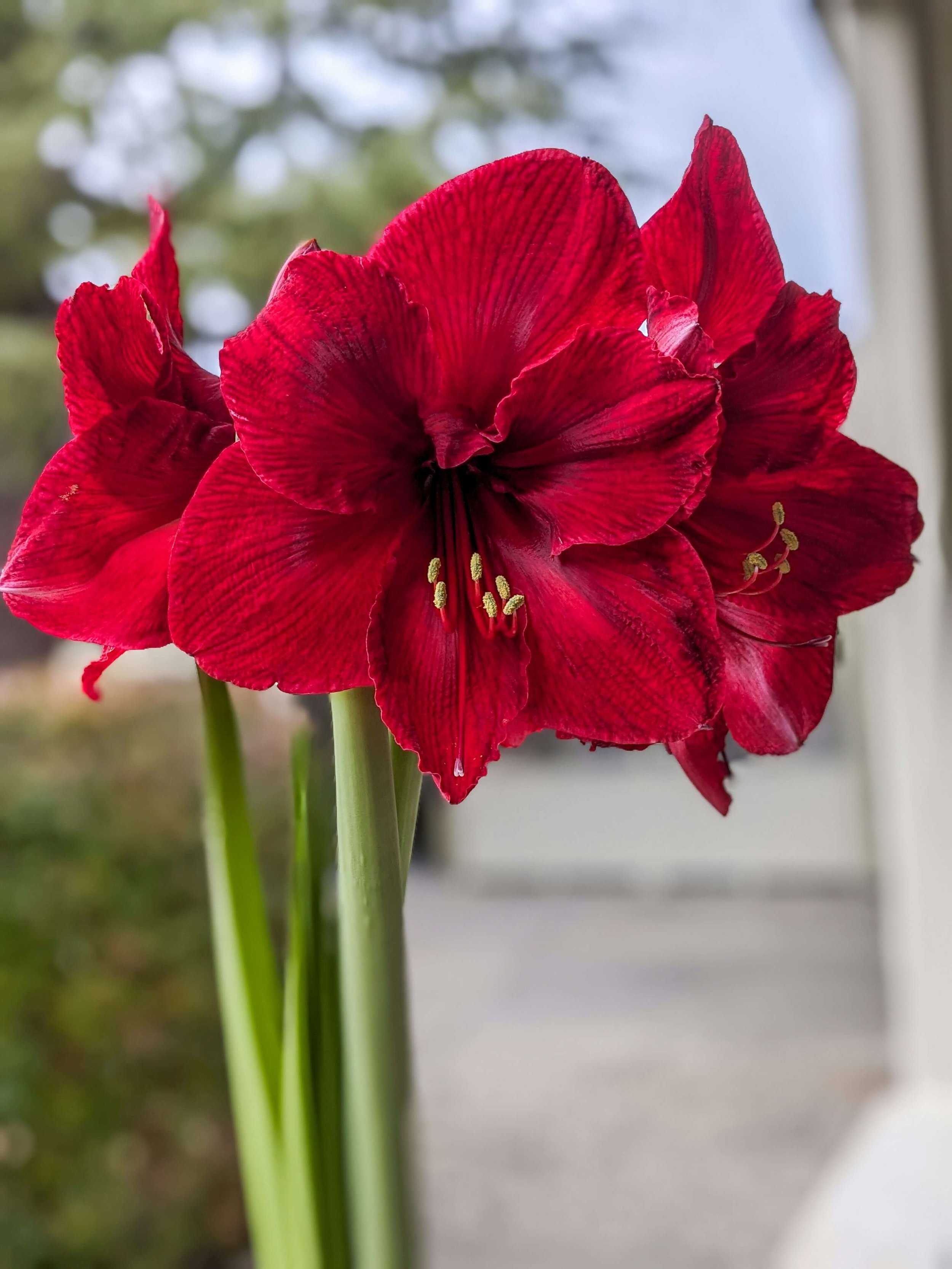 red amaryllis bulb in bloom at Christmas