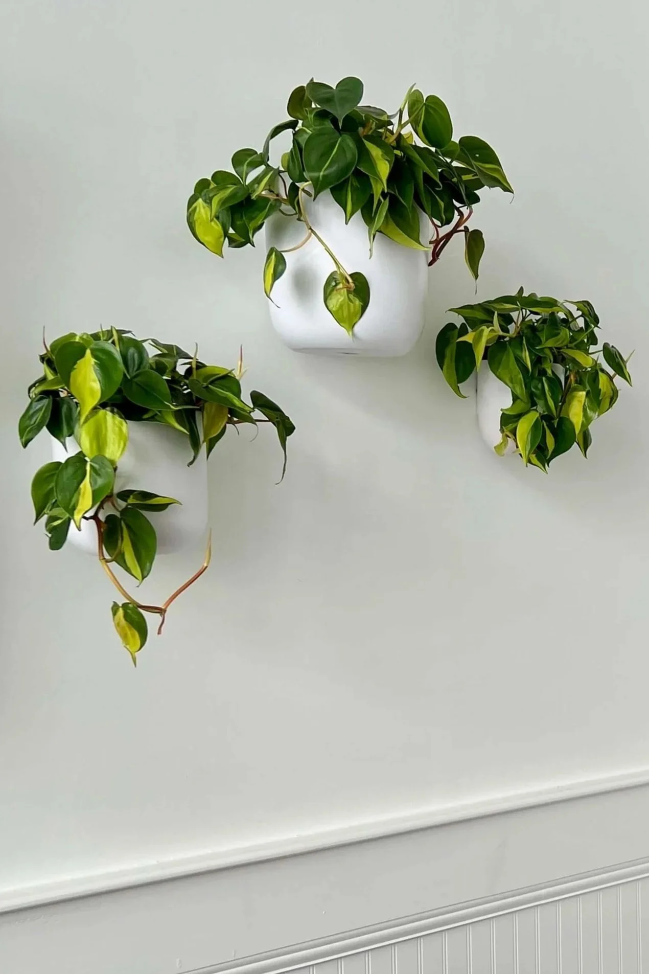 green wall with heart-leaf philodendron