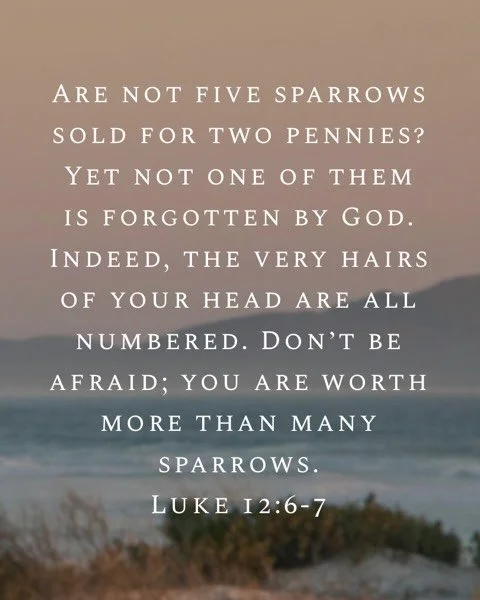 Luke 12:6-7
From this week&rsquo;s Luke readings. #gospelconversations