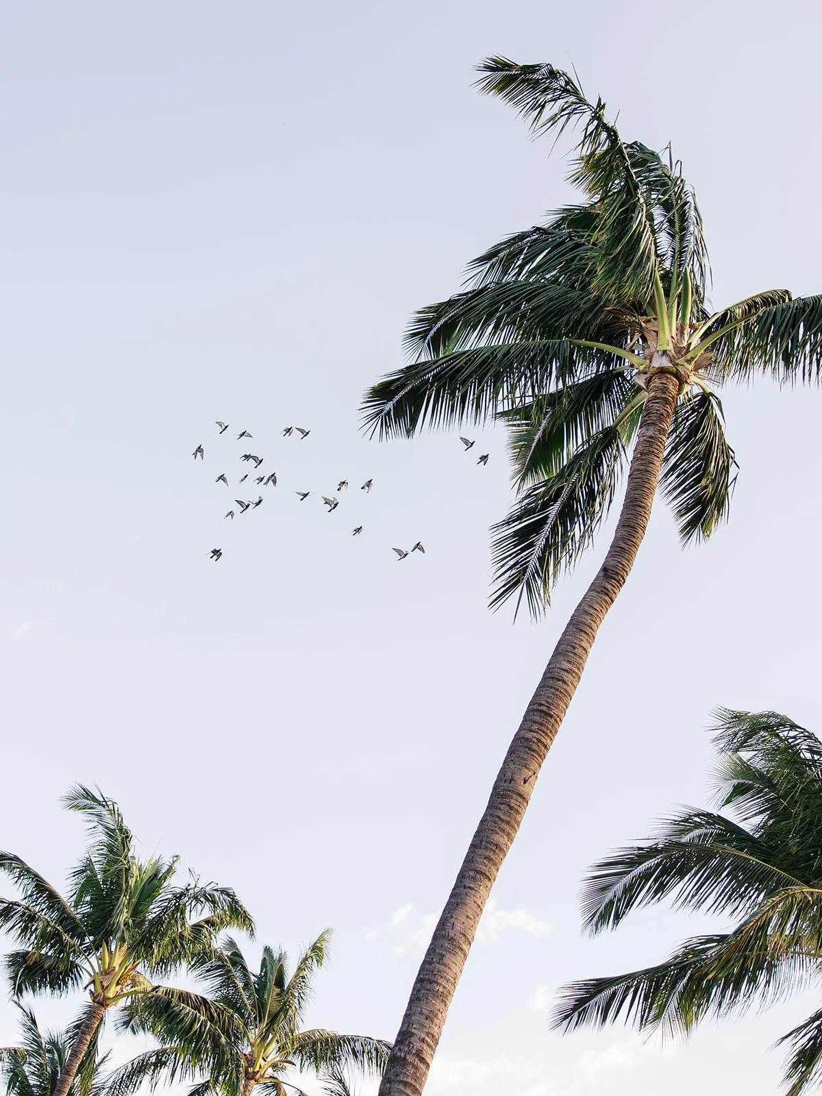 Tall palm trees with green fronds and a flock of birds flying in the sky.