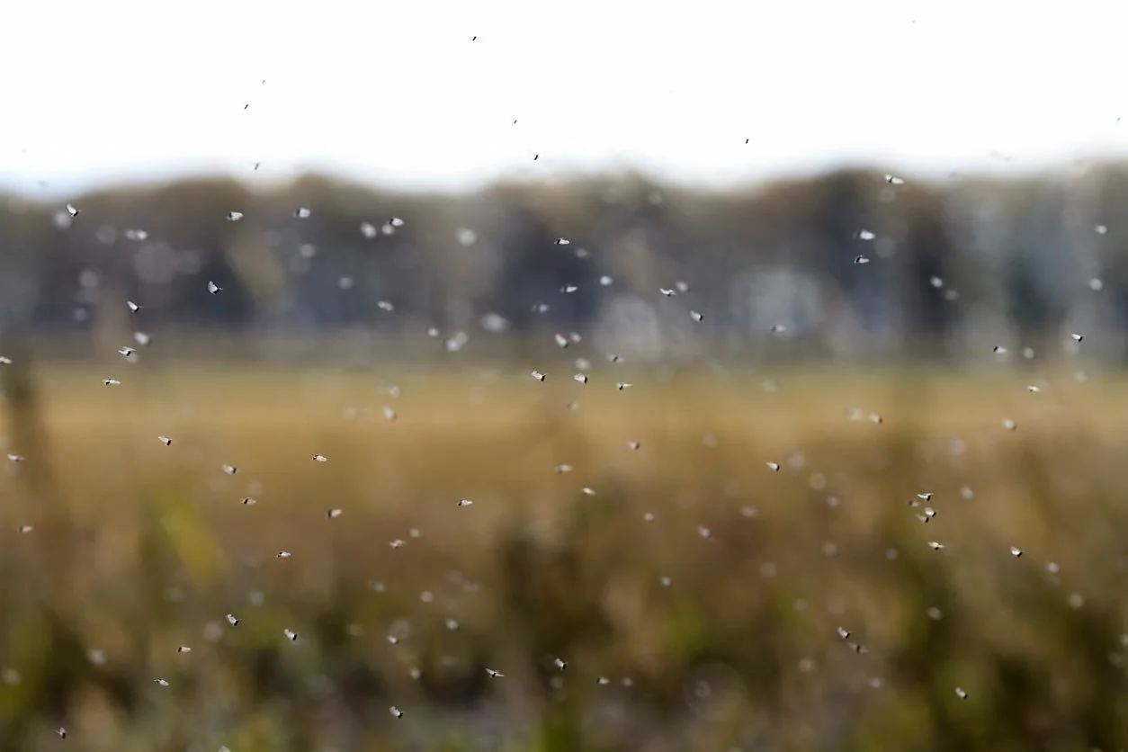 Handheld sprayer used for mosquito and insect control treatment during residential property maintenance