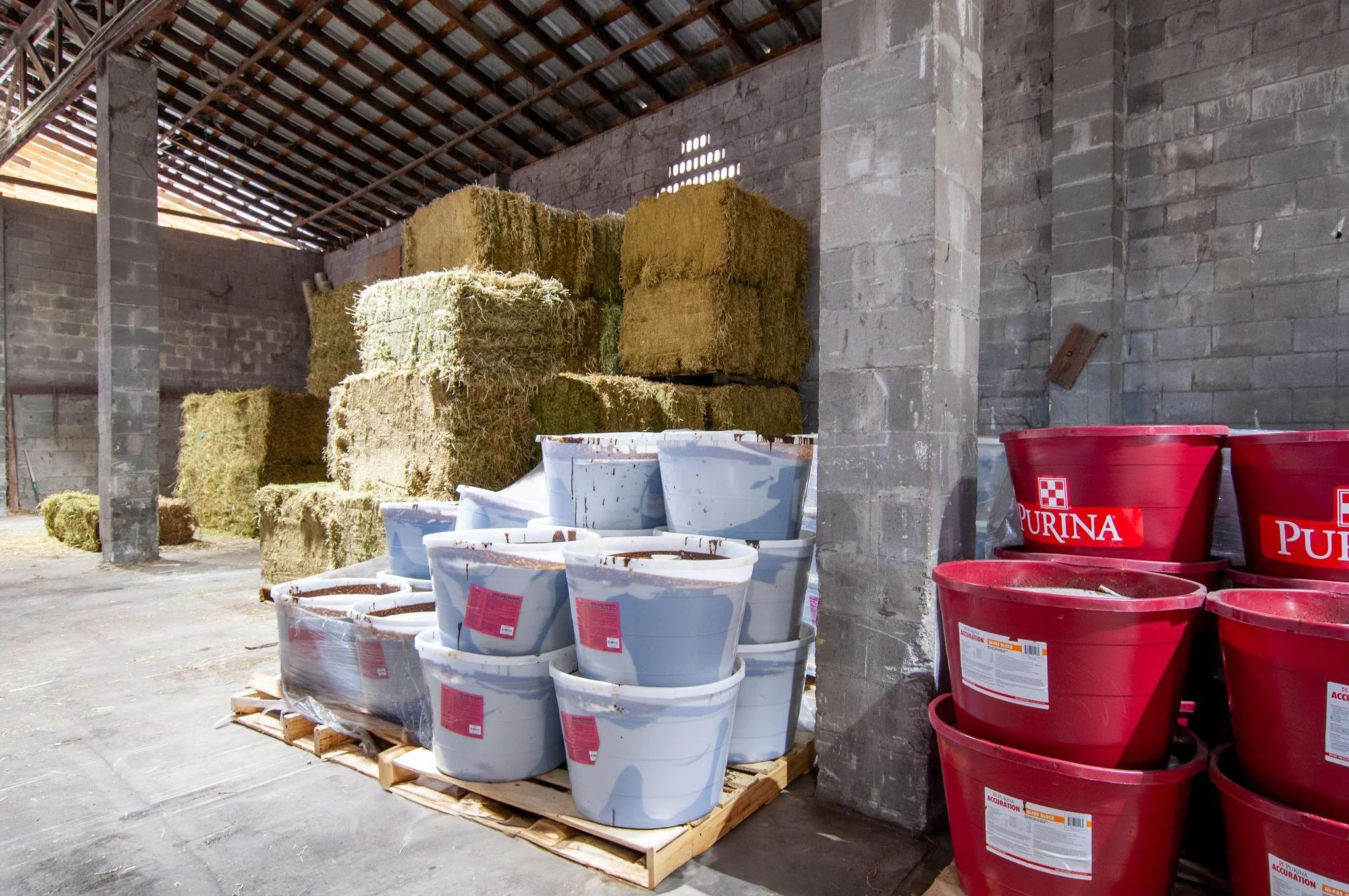 Stacks of hay bales and large red and light blue plastic buckets inside a barn with a concrete floor, brick walls, and a corrugated metal roof.