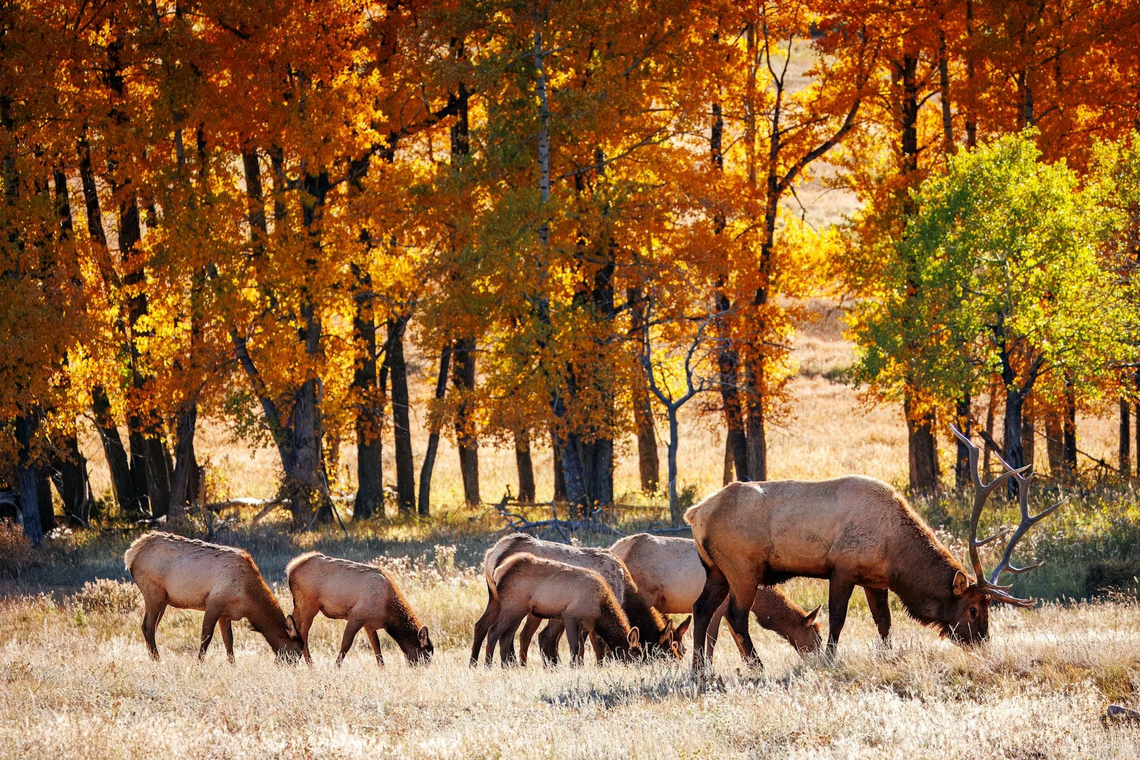Elk grazing in Colorado fall forest
