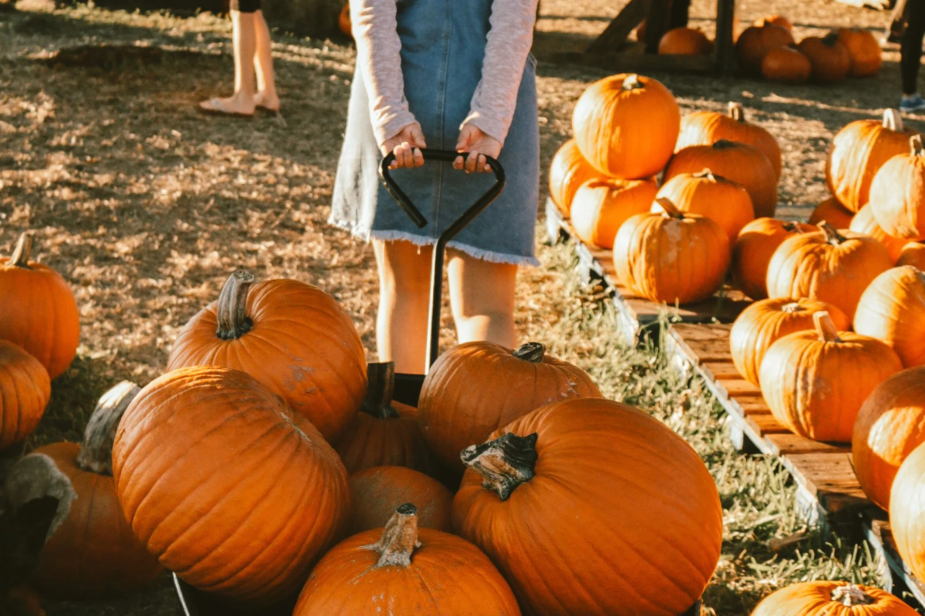 8 Fun Fall Activities Around Nashville
