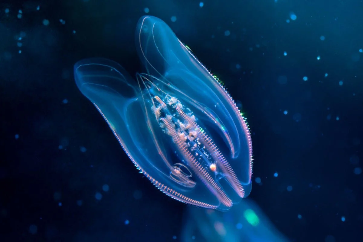 The closest living relative of the first animal has finally been found