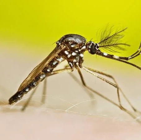 What are Gene Drives/ Ethical Considerations?