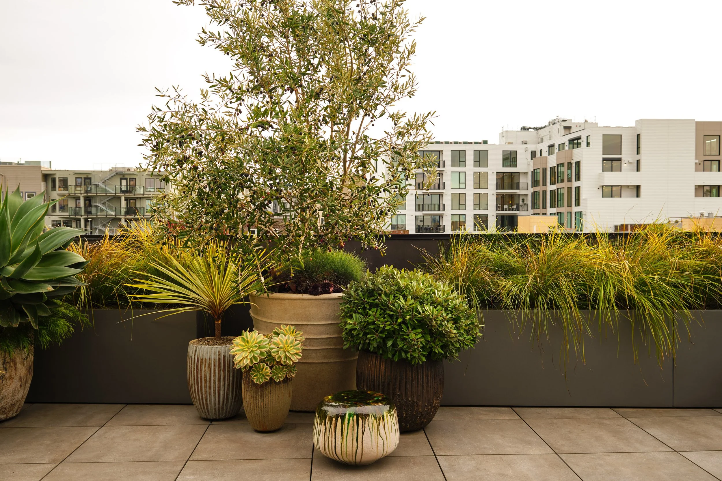 Broadway Penthouse Pacific Heights balcony with layered potted plants and greenery, set against San Francisco city buildings, creating a calm outdoor moment that complements modern luxury interior design.