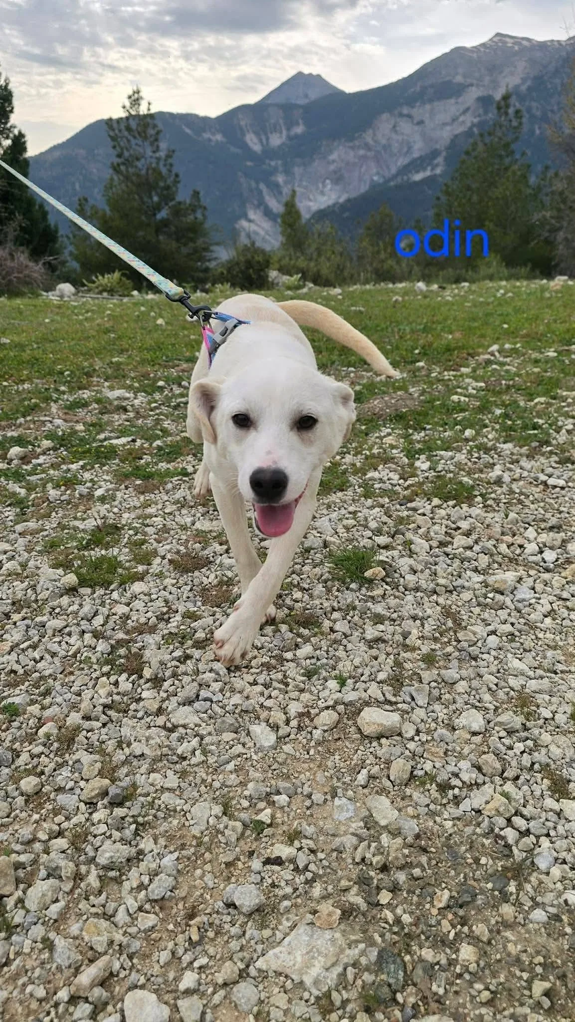 Odin/Reserveret