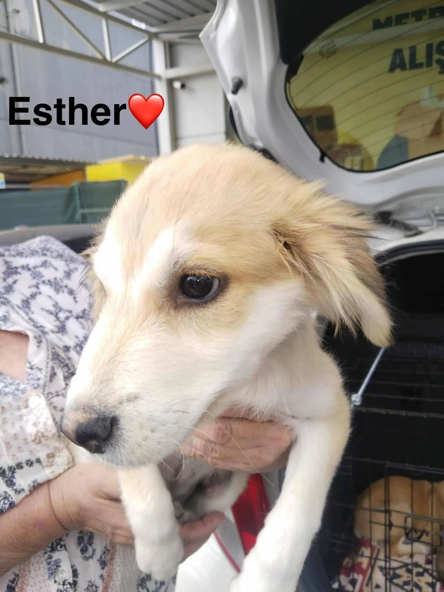 Esther