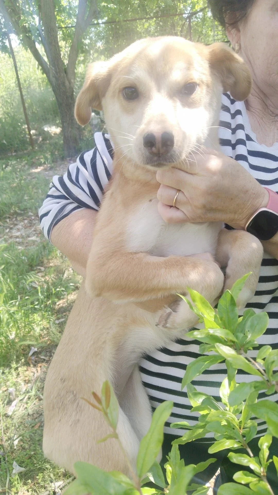 Stella