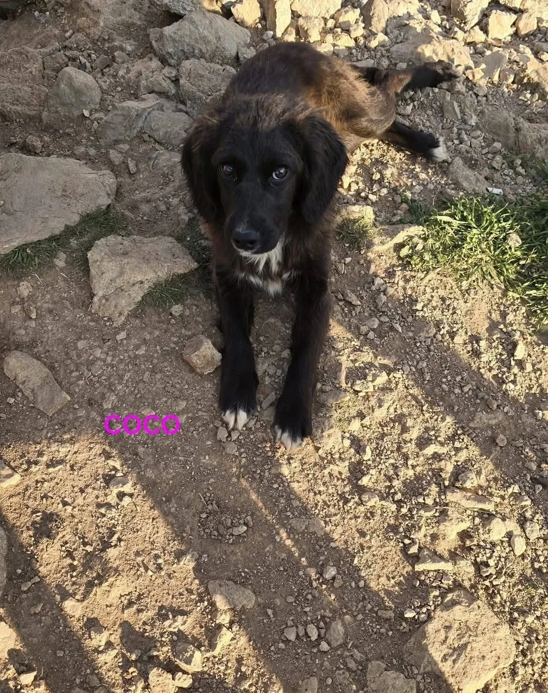 Coco