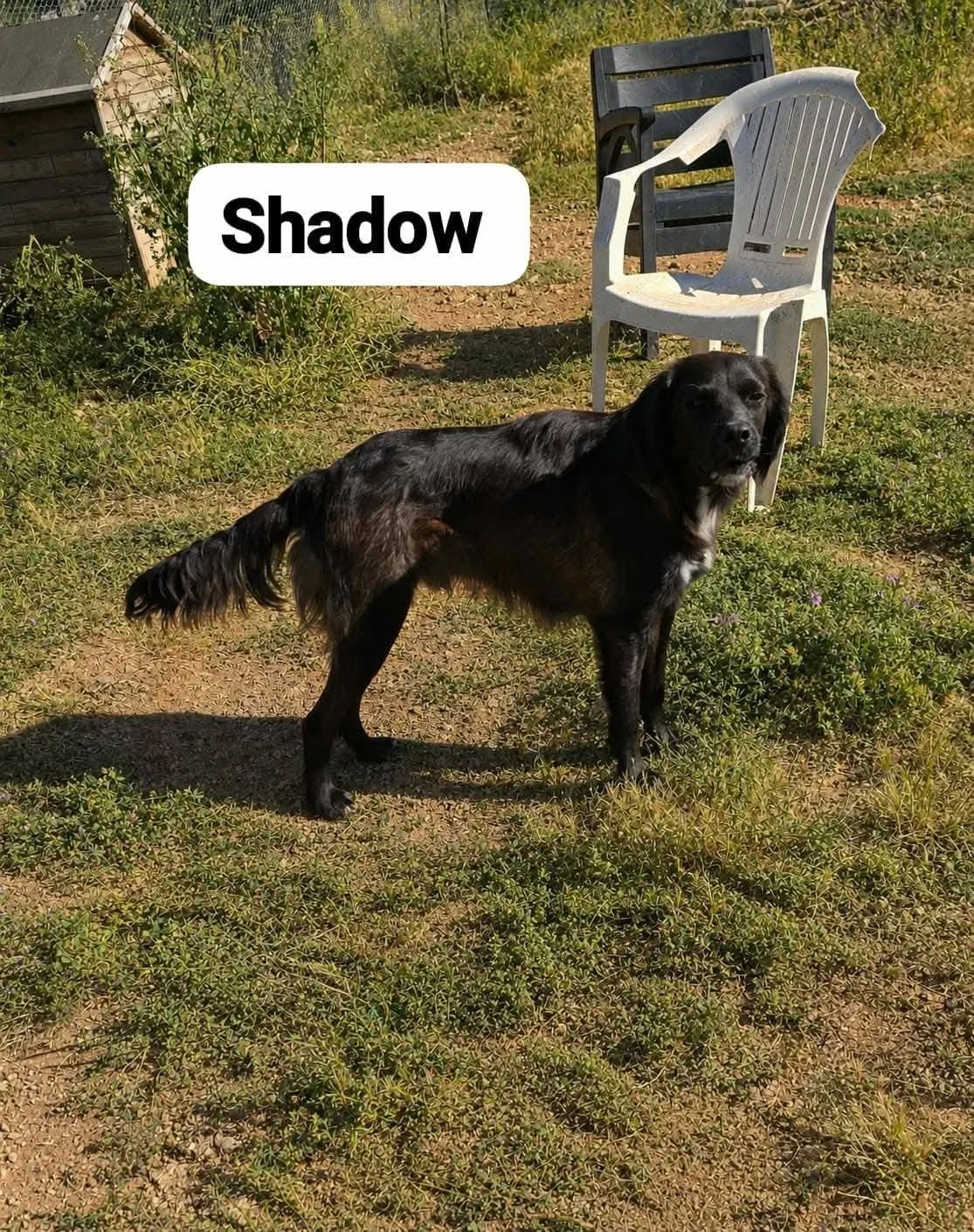 Shadow