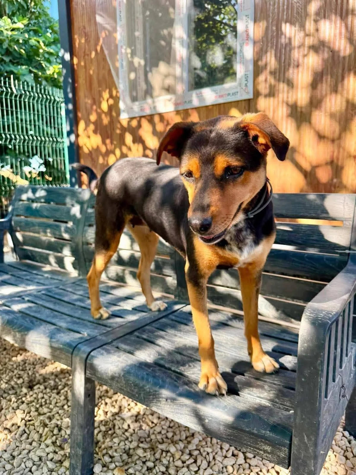 Lulu