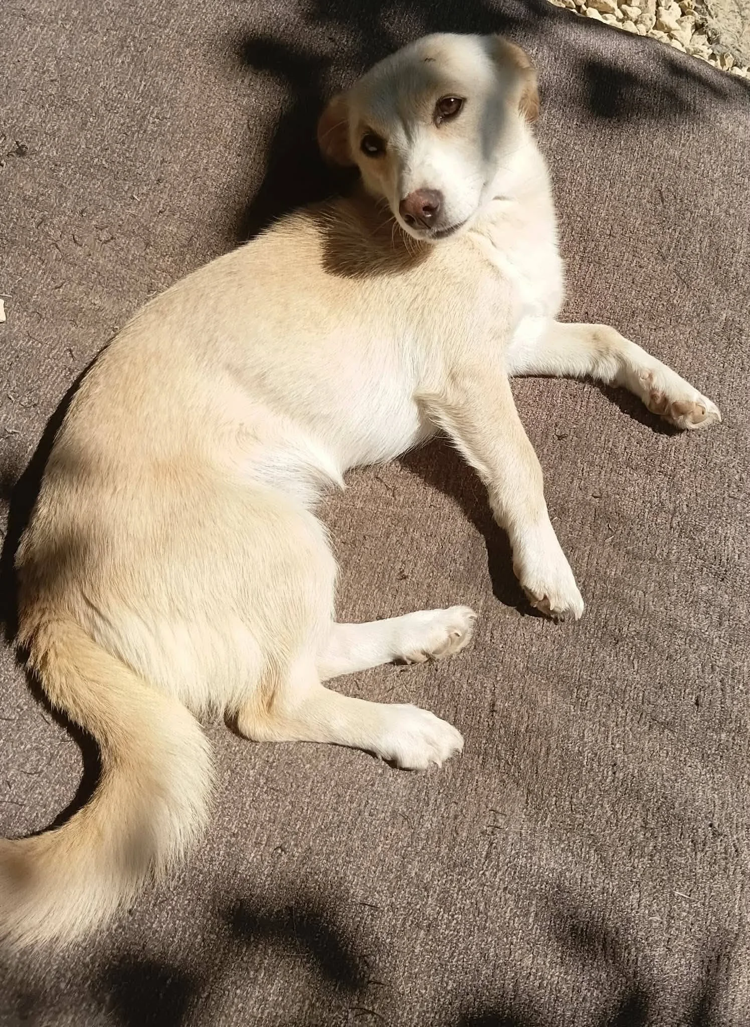 Ava