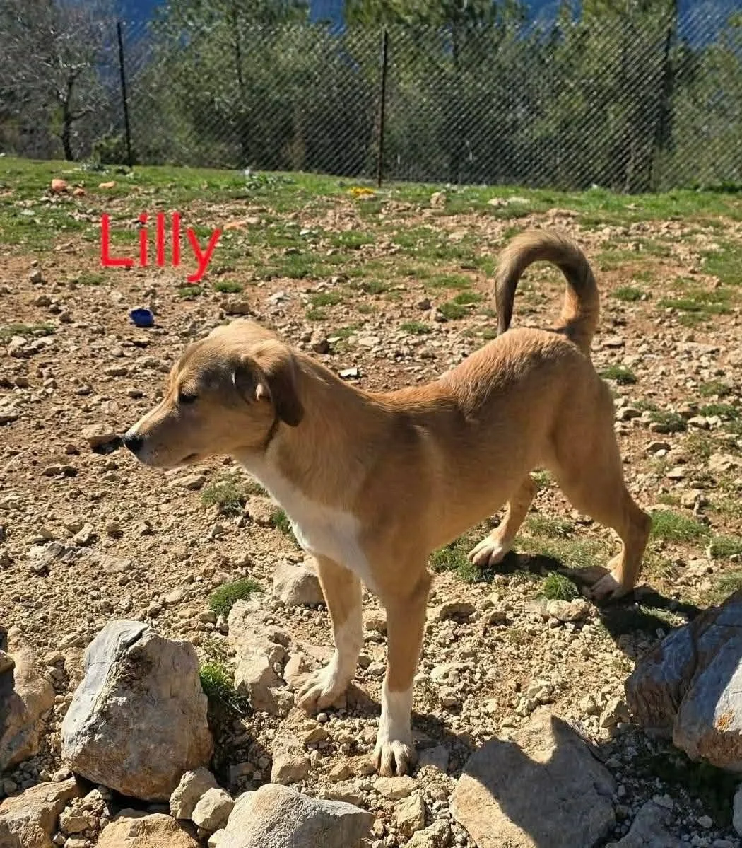 Lily