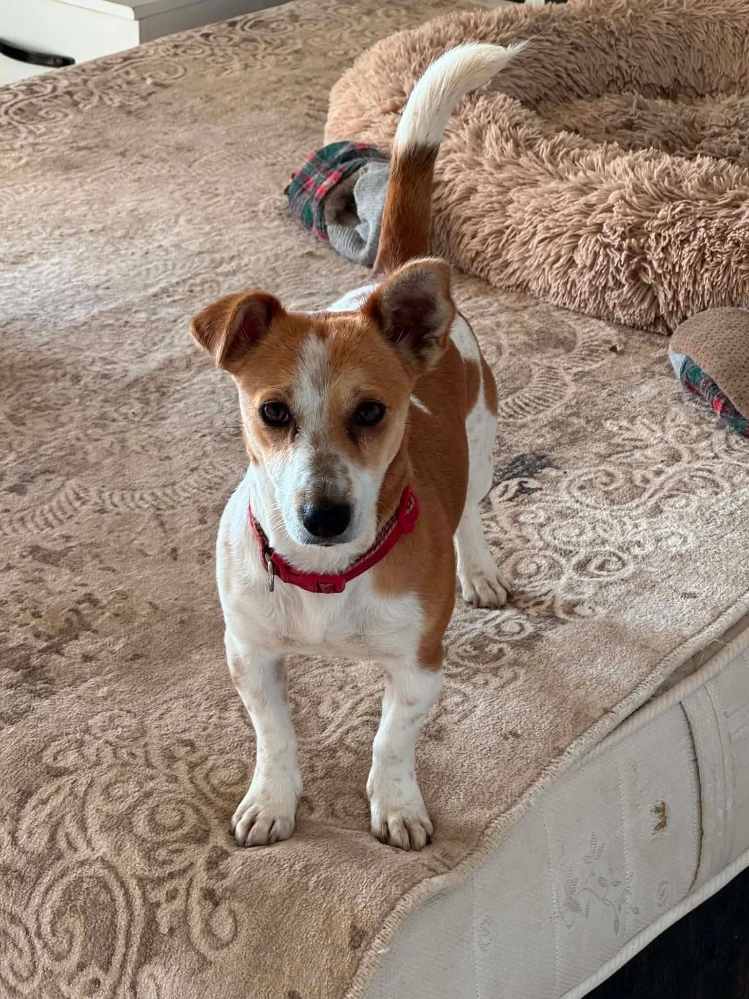 Hazel