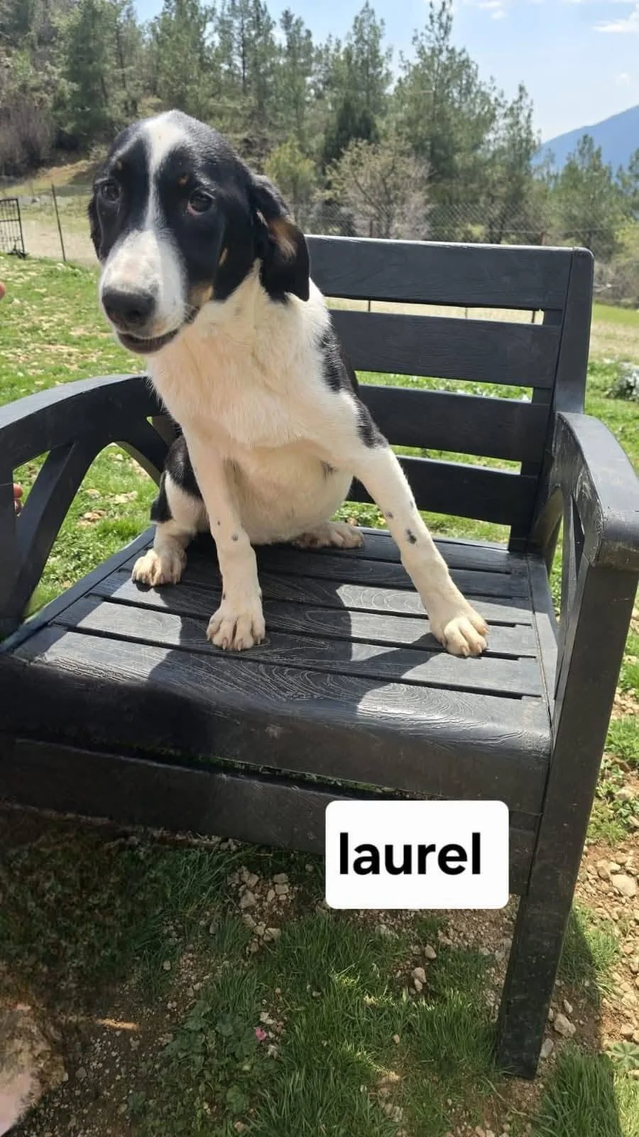 Laurel