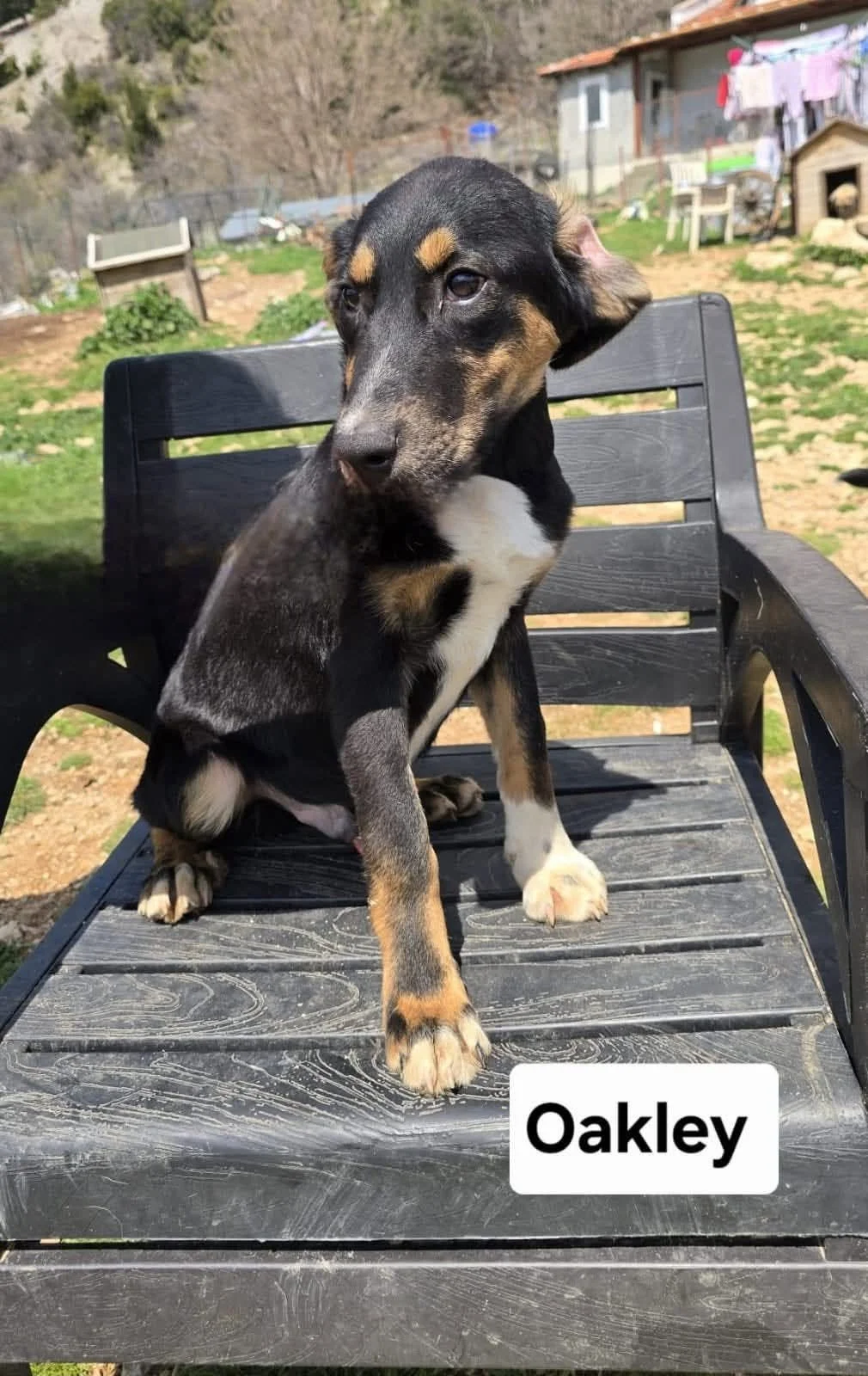 Oakley