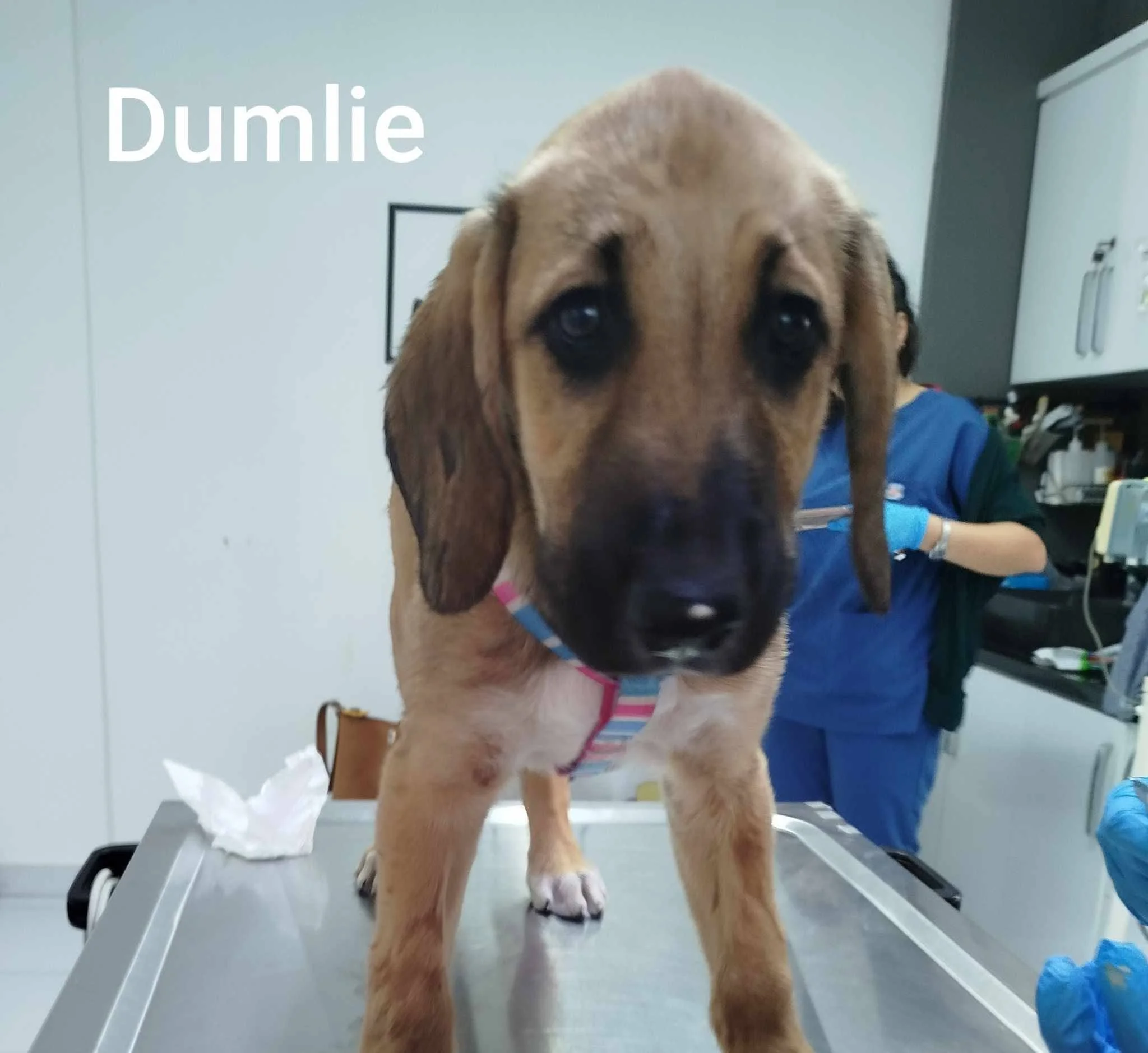 Dumle