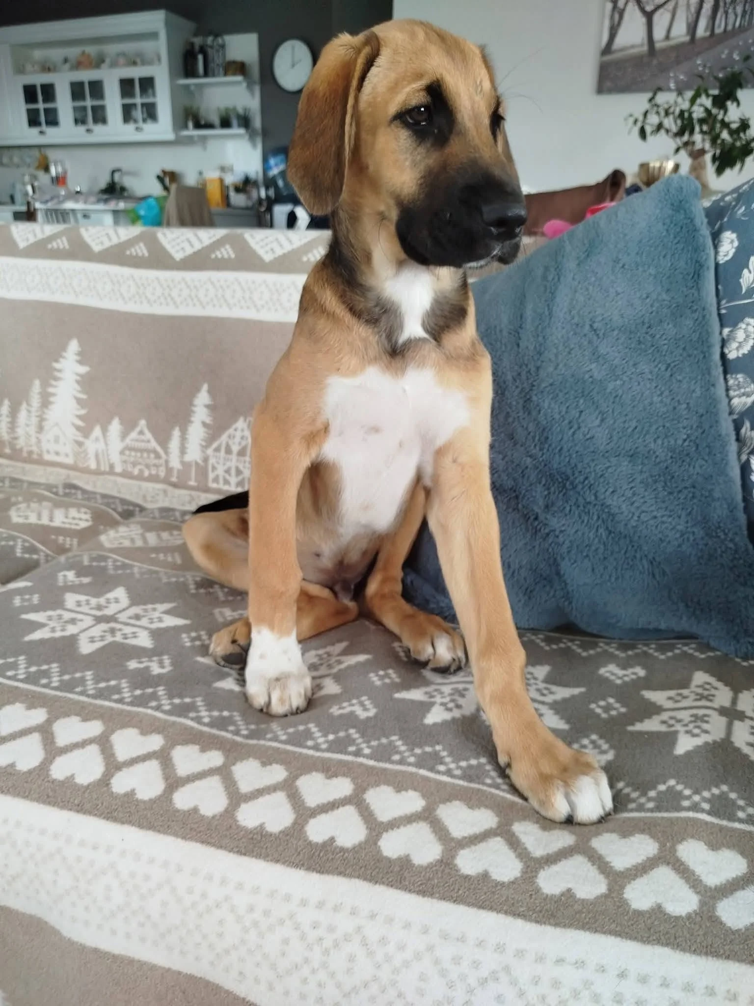 Darwin