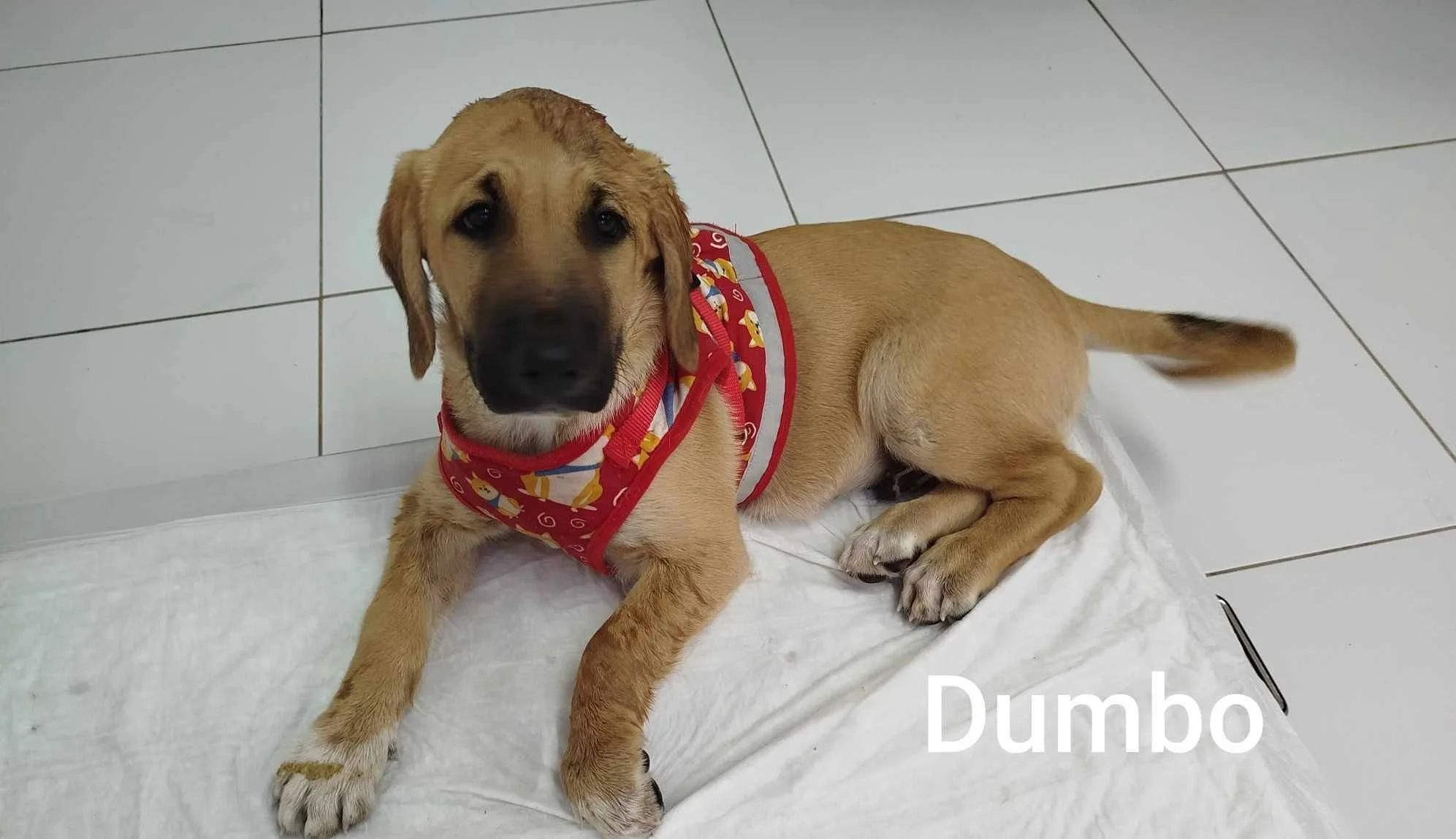 Dumbo
