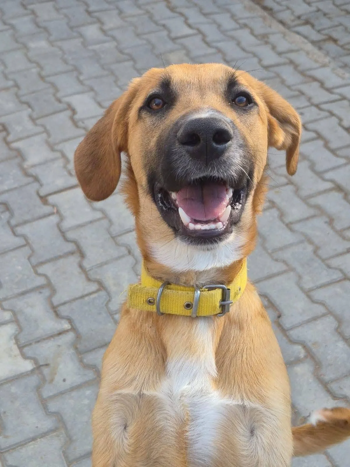 Ernie