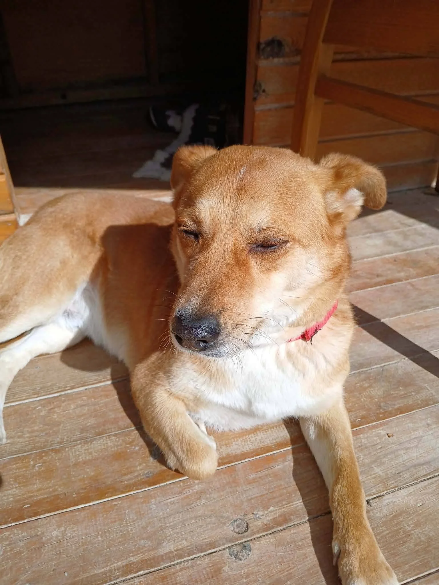 Oniki