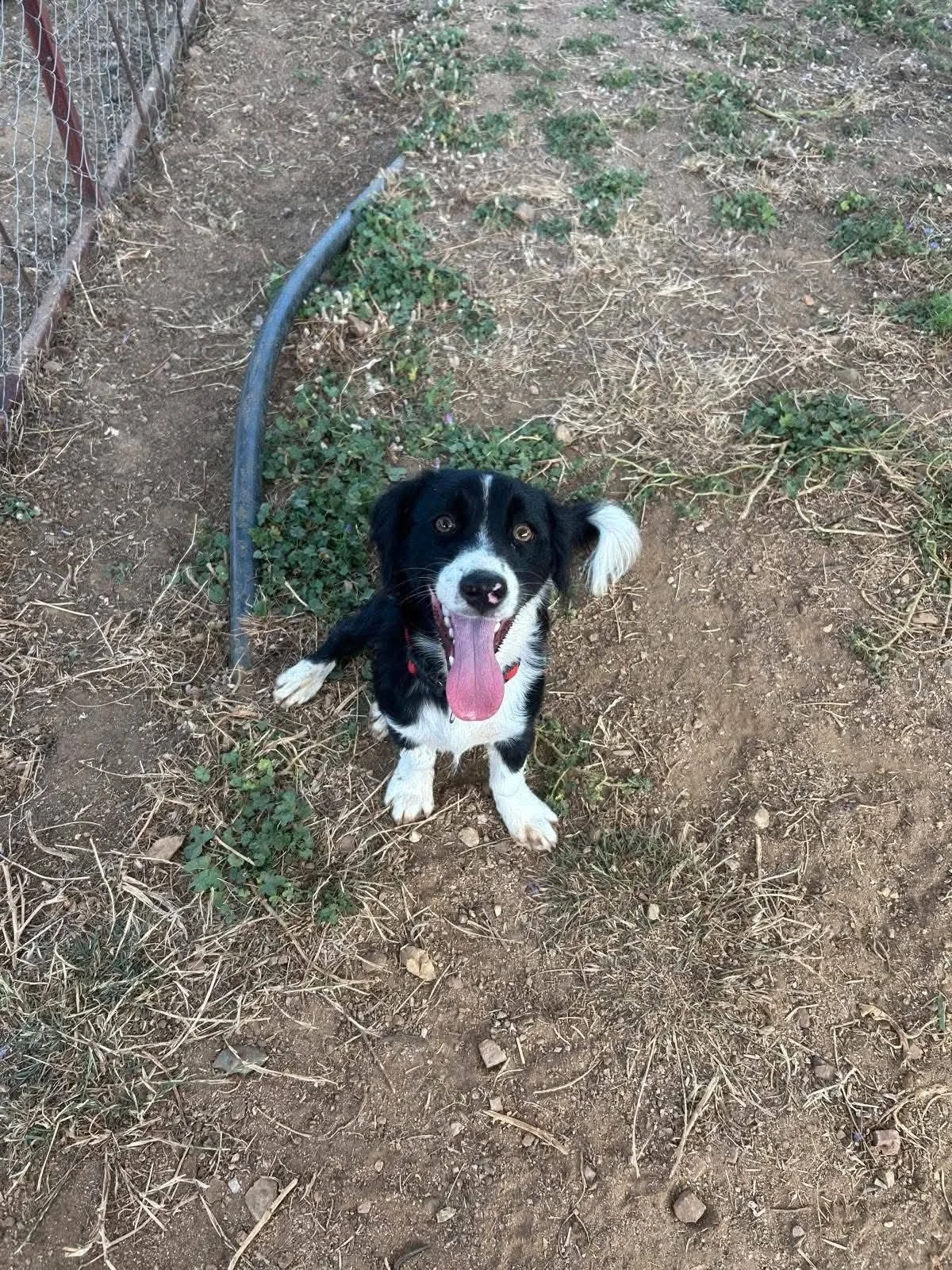 Max
