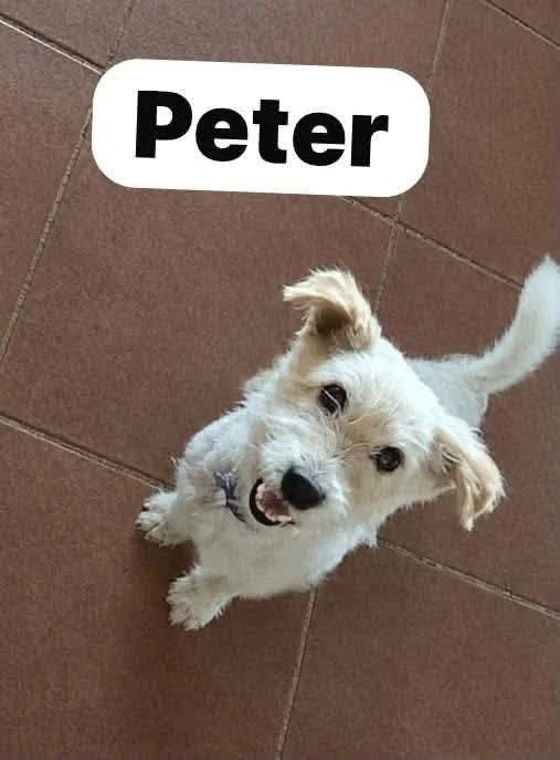 Peter/Reserveret