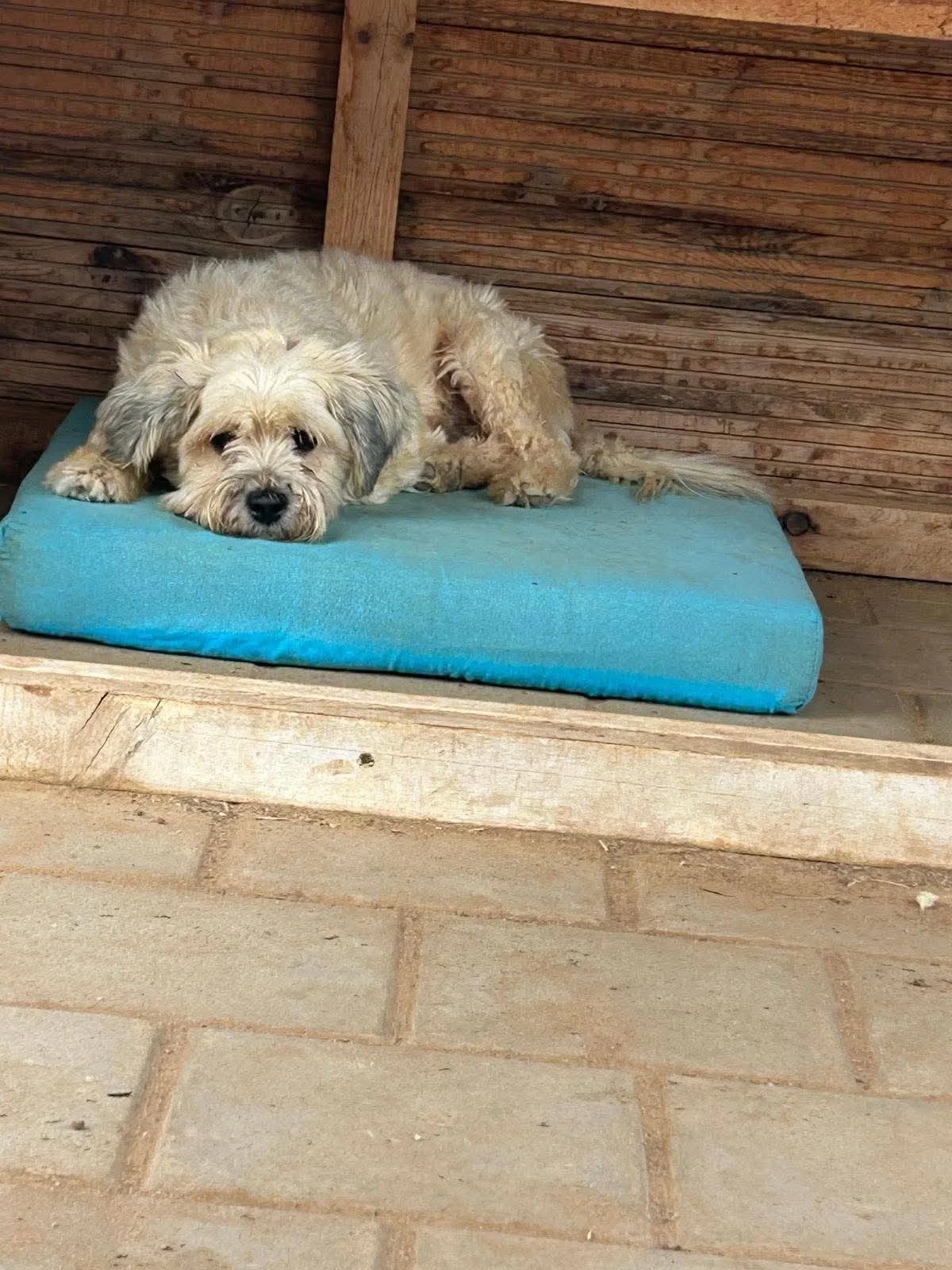 Fozzie