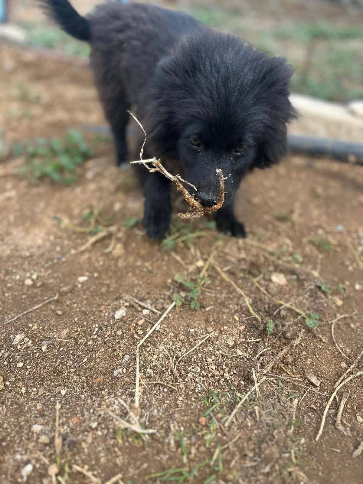 Rufus