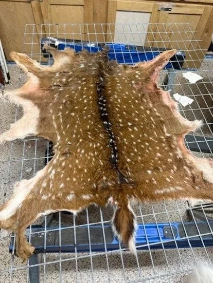 Axis+Deer+Hide.jpg