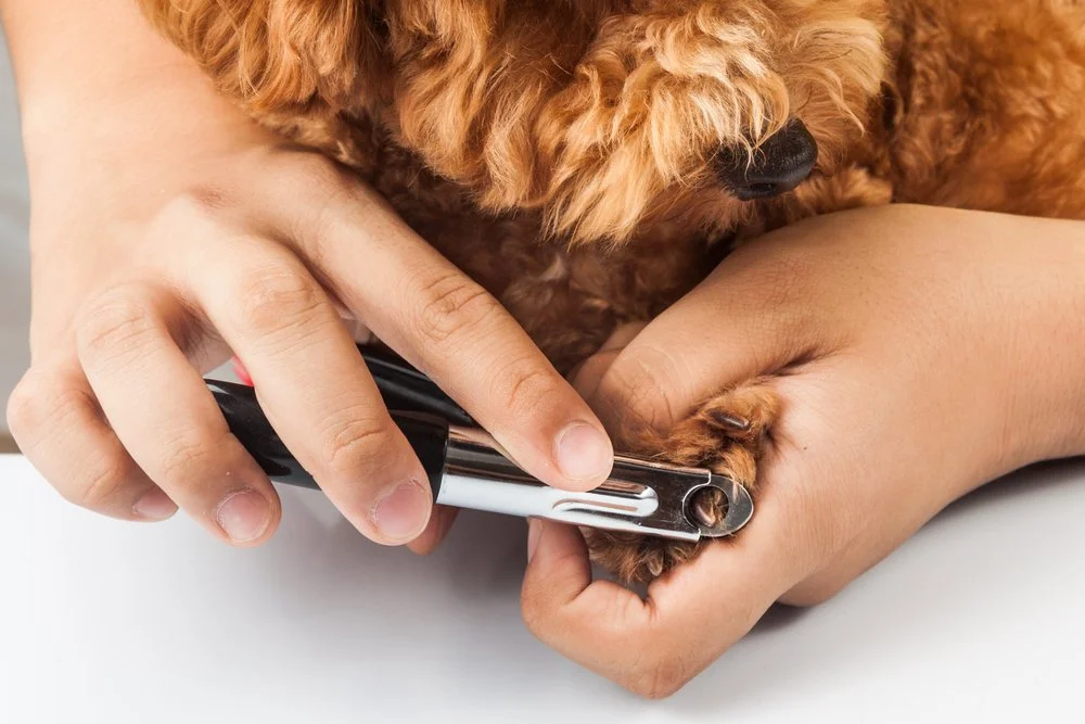 Pet Nail Trimmers