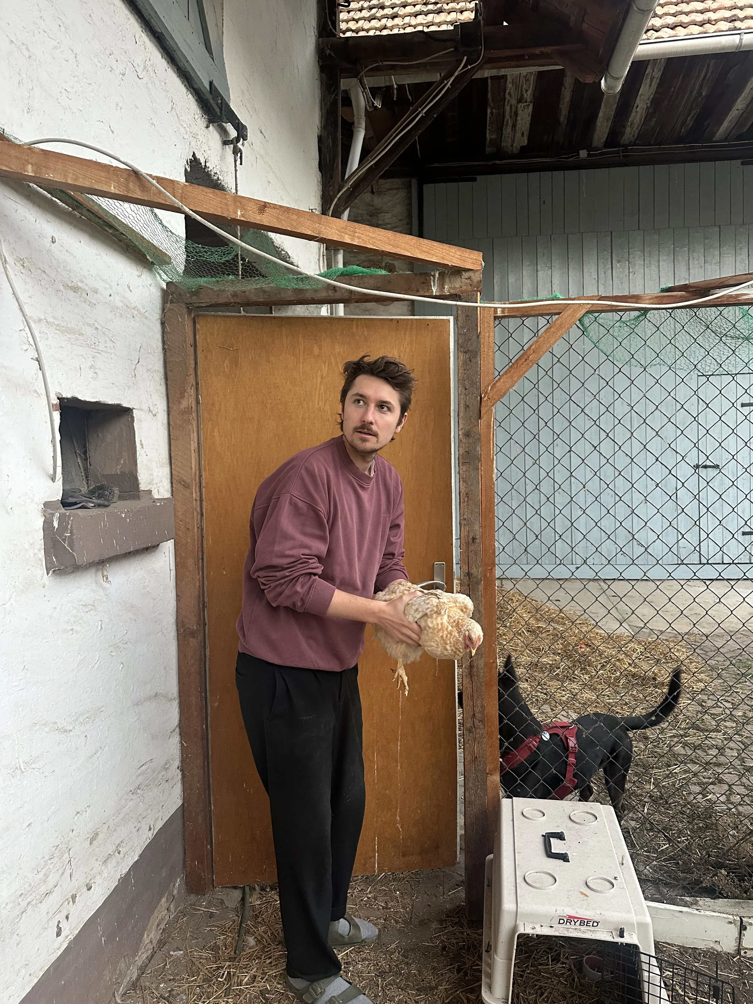 Ein junger Mann hält eine Huhn in einer Gehege mit einem schwarzen Hund im Hintergrund, im Hintergrund sind Holzwände und Gitter.