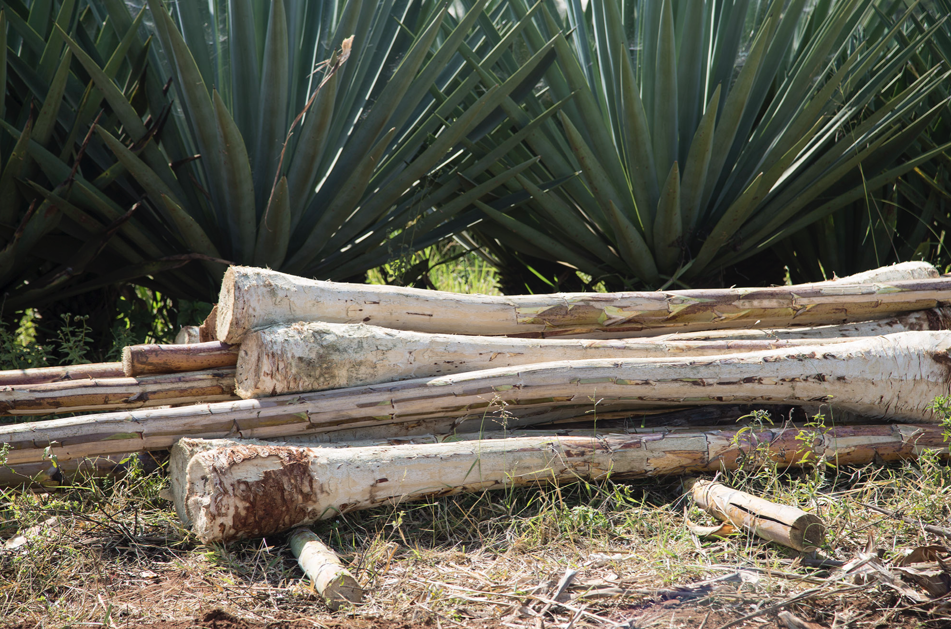 Pile of cut agave stalks on the ground in front of large green agave plants.