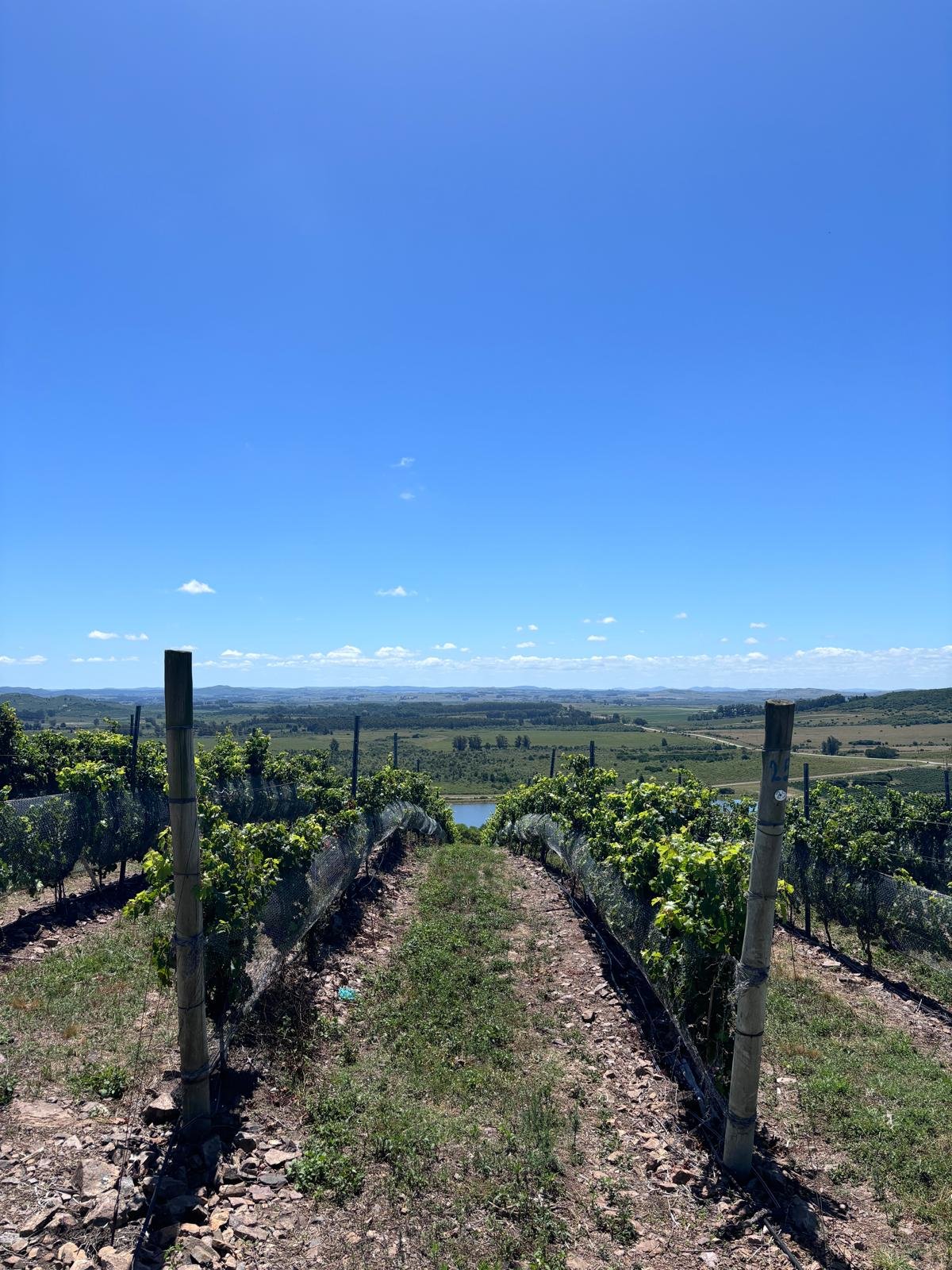 Crouch Valley Vineyard Visits