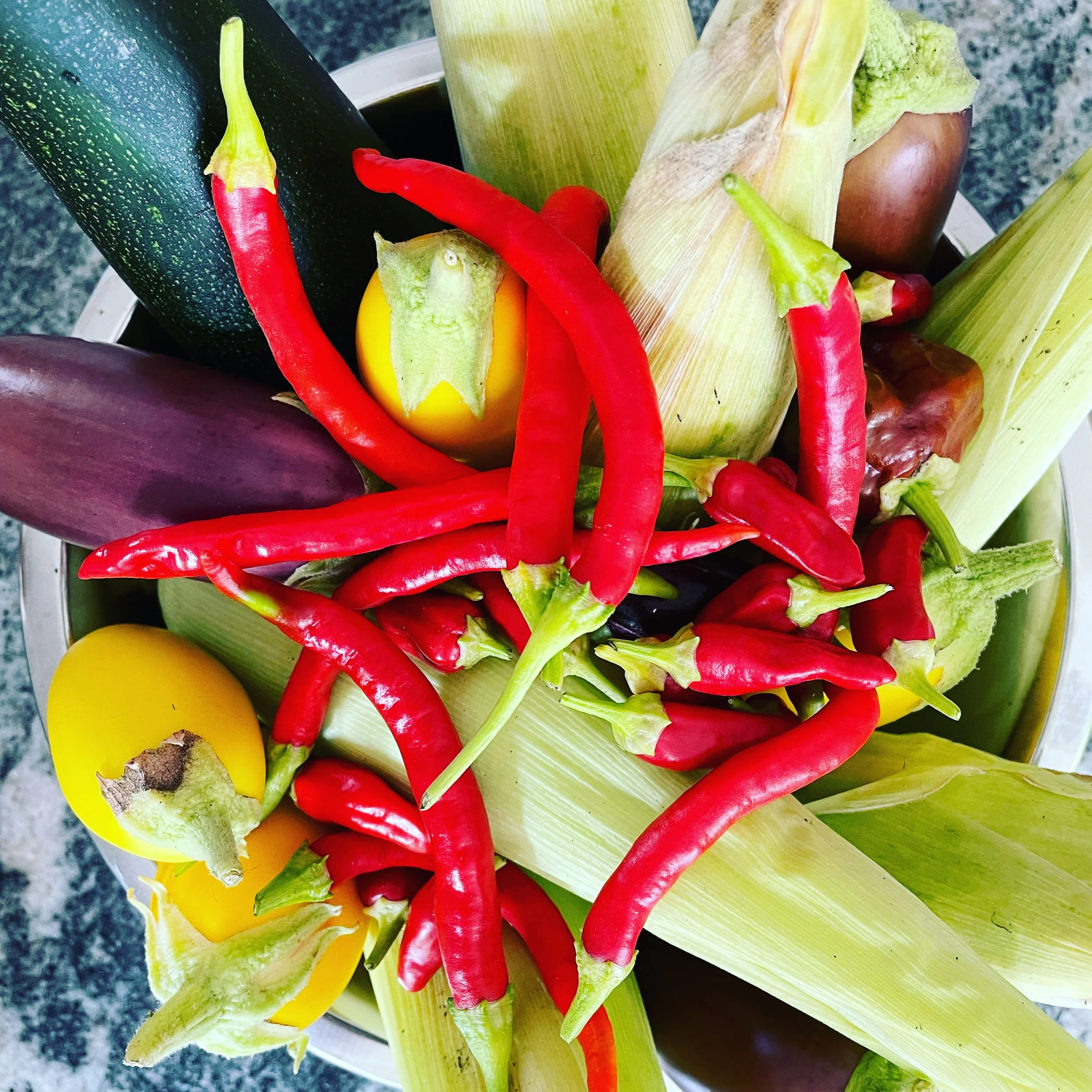 Fresh red chili peppers, zucchini, yellow tomatoes, ears of corn, and eggplant in a bowl.